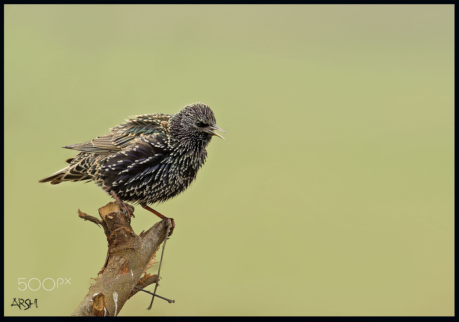Nikon D4S sample photo. Come and sing with me photography