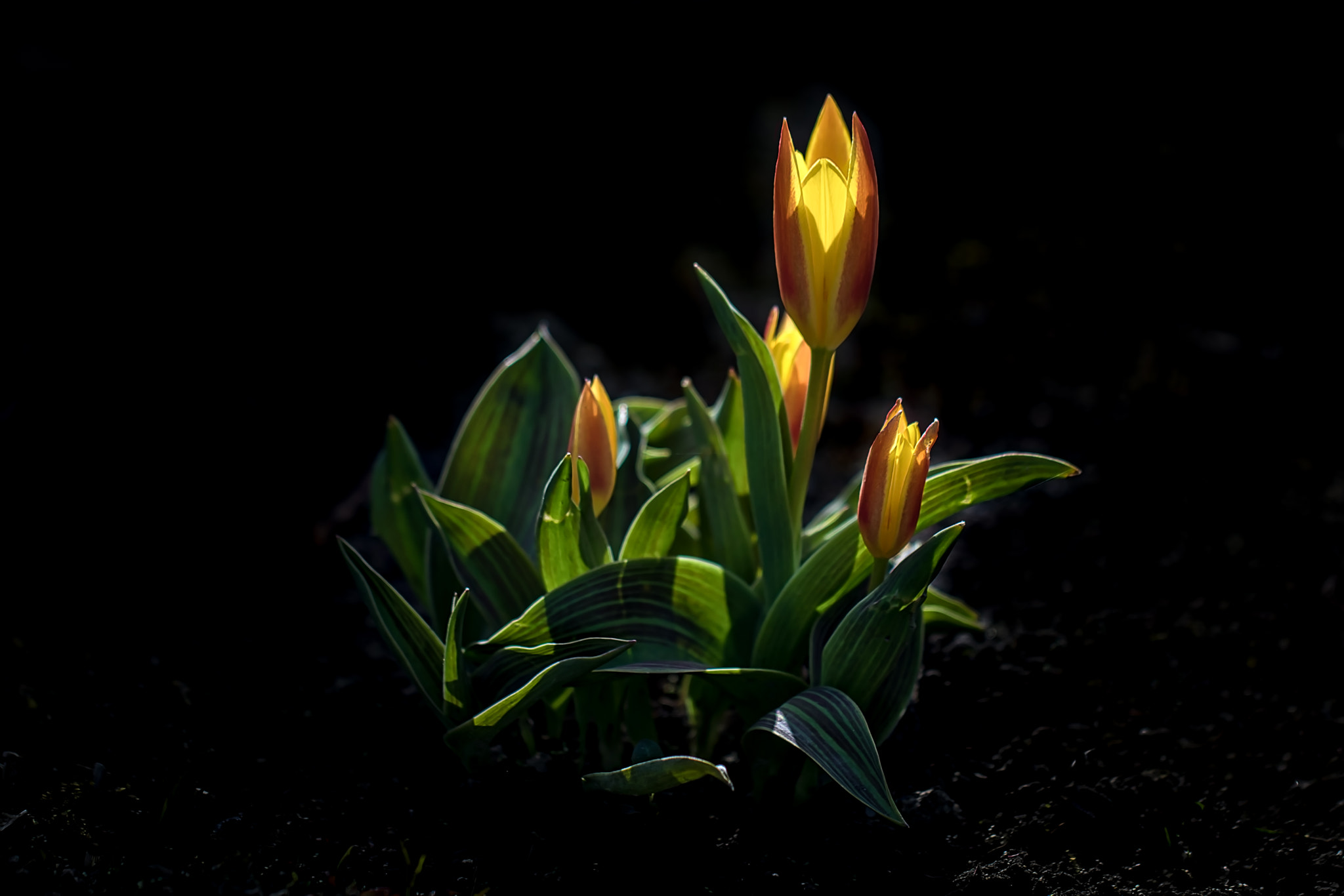 Canon EOS 760D (EOS Rebel T6s / EOS 8000D) + Canon EF 100mm F2.8L Macro IS USM sample photo. Flower266 photography