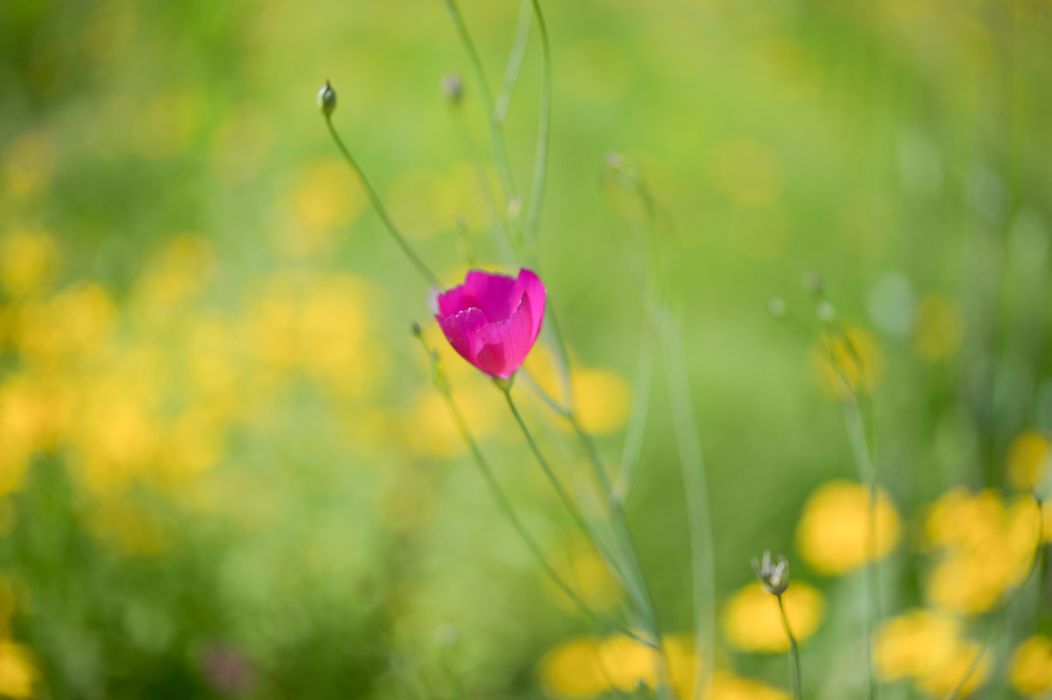 Nikon Df + ZEISS Makro-Planar T* 50mm F2 sample photo. 5002.jpg photography