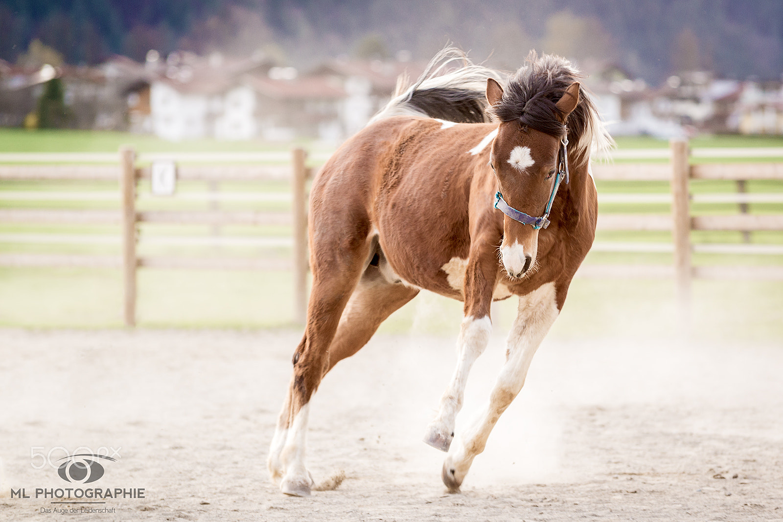 Sigma 70-200mm F2.8 EX DG Macro HSM II sample photo. Horsepower i photography