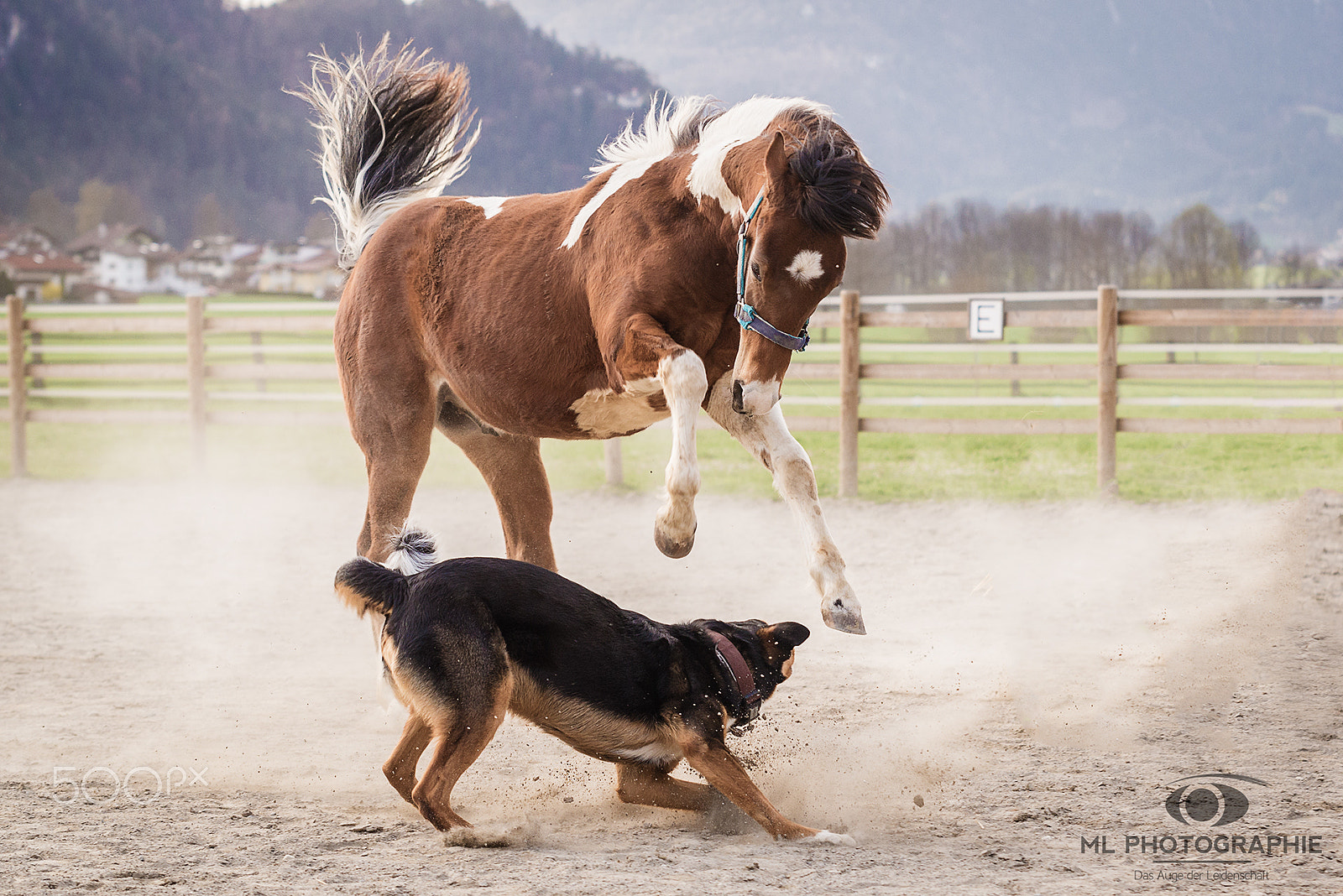Sigma 70-200mm F2.8 EX DG Macro HSM II sample photo. Horsepower ii photography