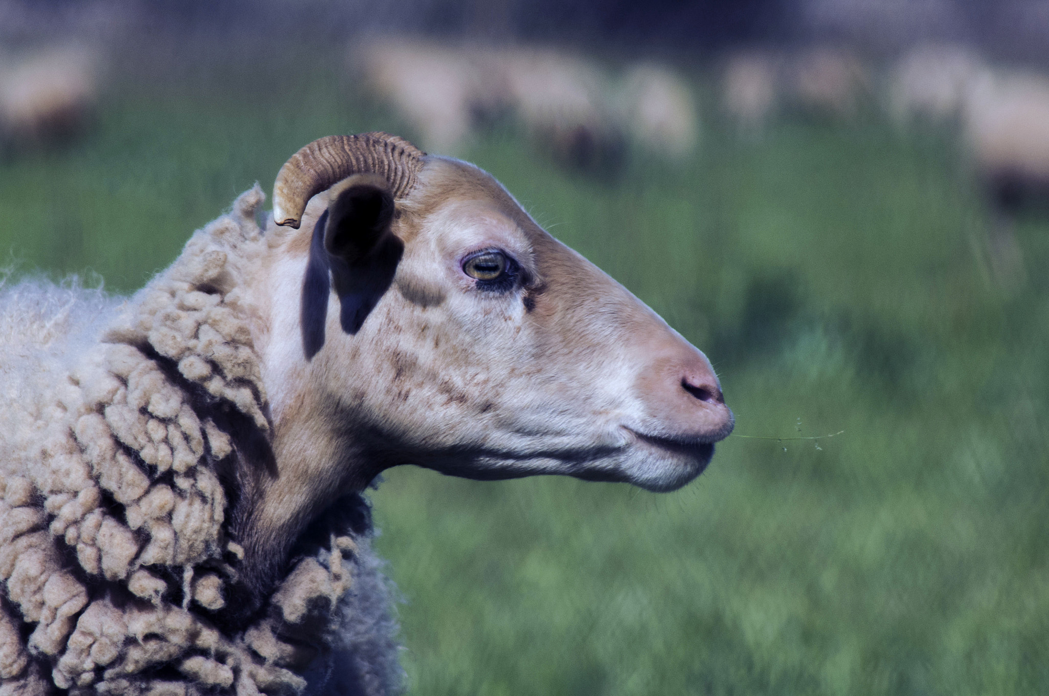 Pentax K-x + Tamron AF 70-300mm F4-5.6 Di LD Macro sample photo. Sheep photography