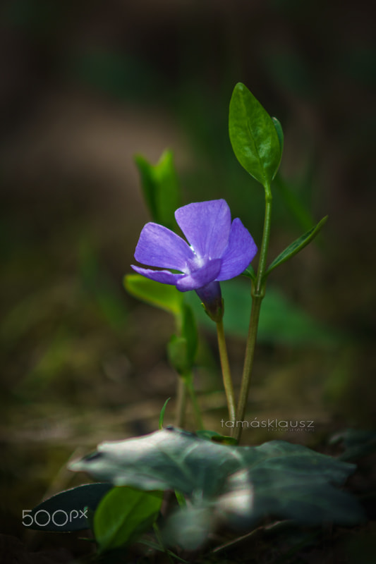 Minolta AF 70-210mm F4 Macro sample photo. Purple photography