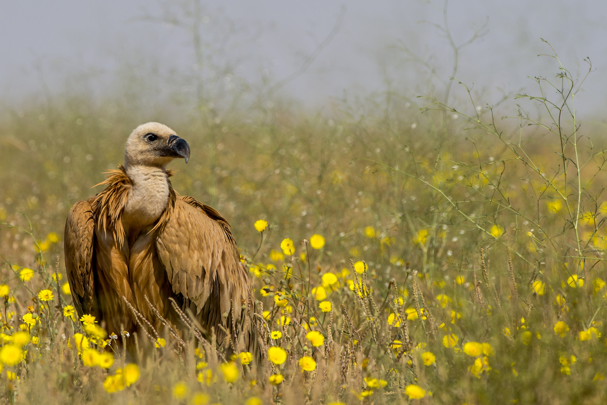 Nikon D4S + Nikon AF-S Nikkor 500mm F4G ED VR sample photo. Griffon vulture. photography