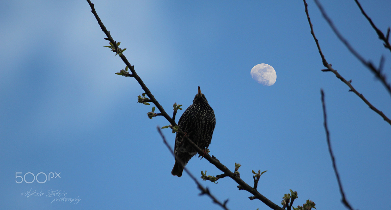 Canon EOS 550D (EOS Rebel T2i / EOS Kiss X4) sample photo. Bird in montenegro photography