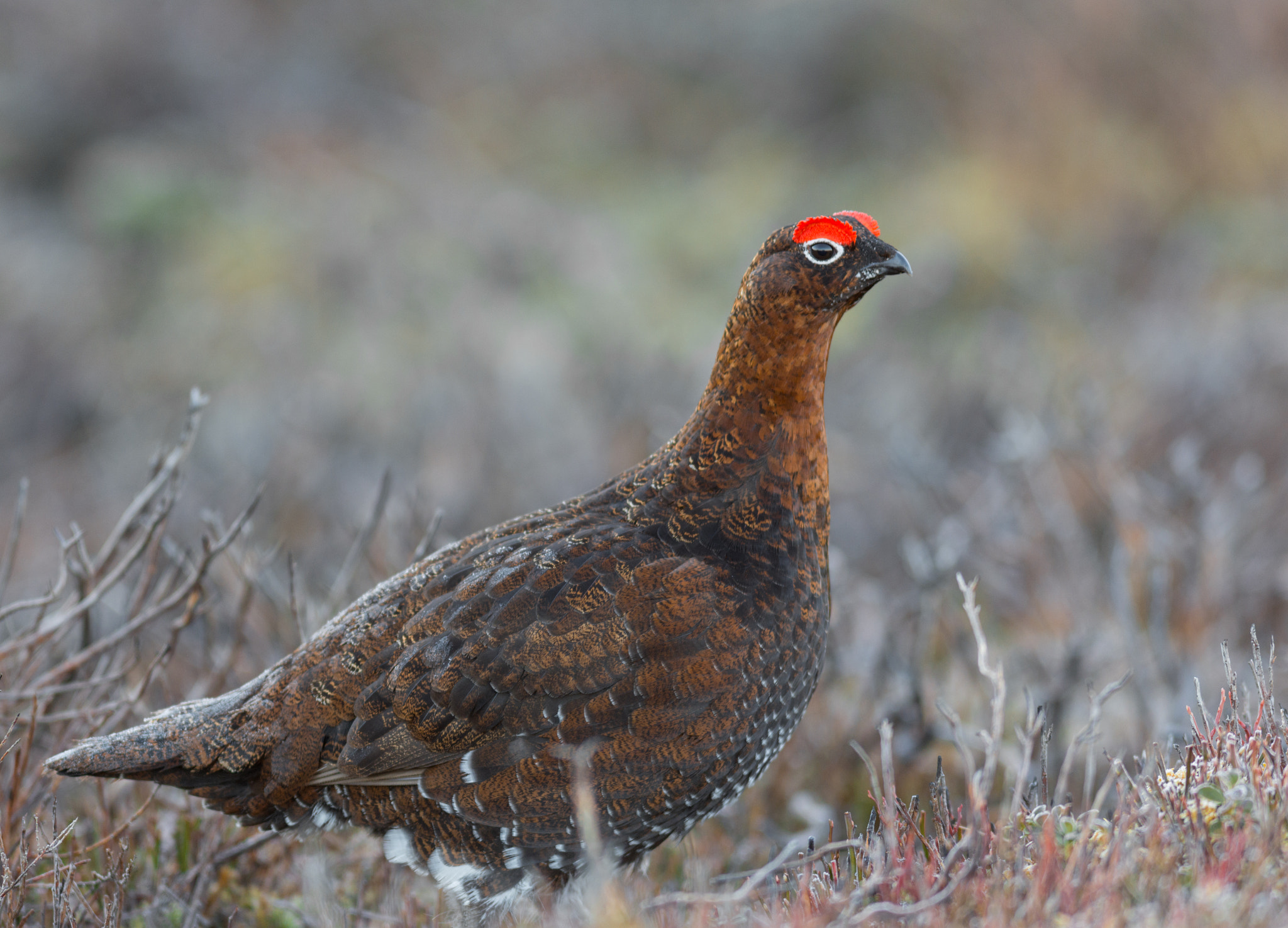 Nikon D7200 + Nikon AF-S Nikkor 300mm F2.8G ED-IF VR sample photo. Wild male red grouse - lagopus lagopus scotica photography