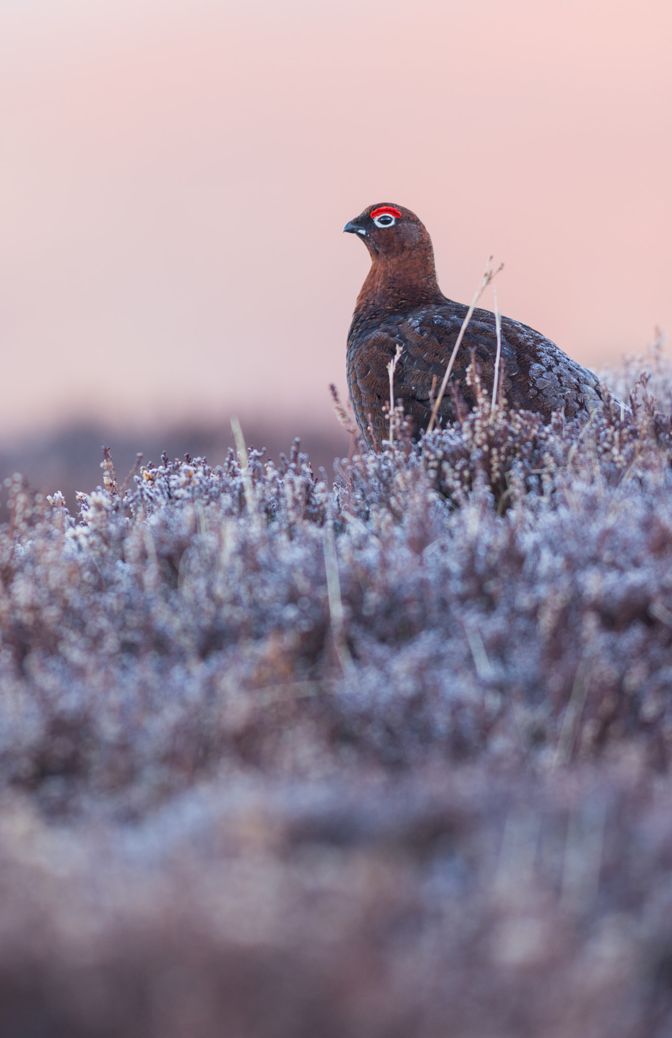 Nikon AF-S Nikkor 300mm F2.8G ED-IF VR sample photo. Wild male red grouse - lagopus lagopus scotica photography