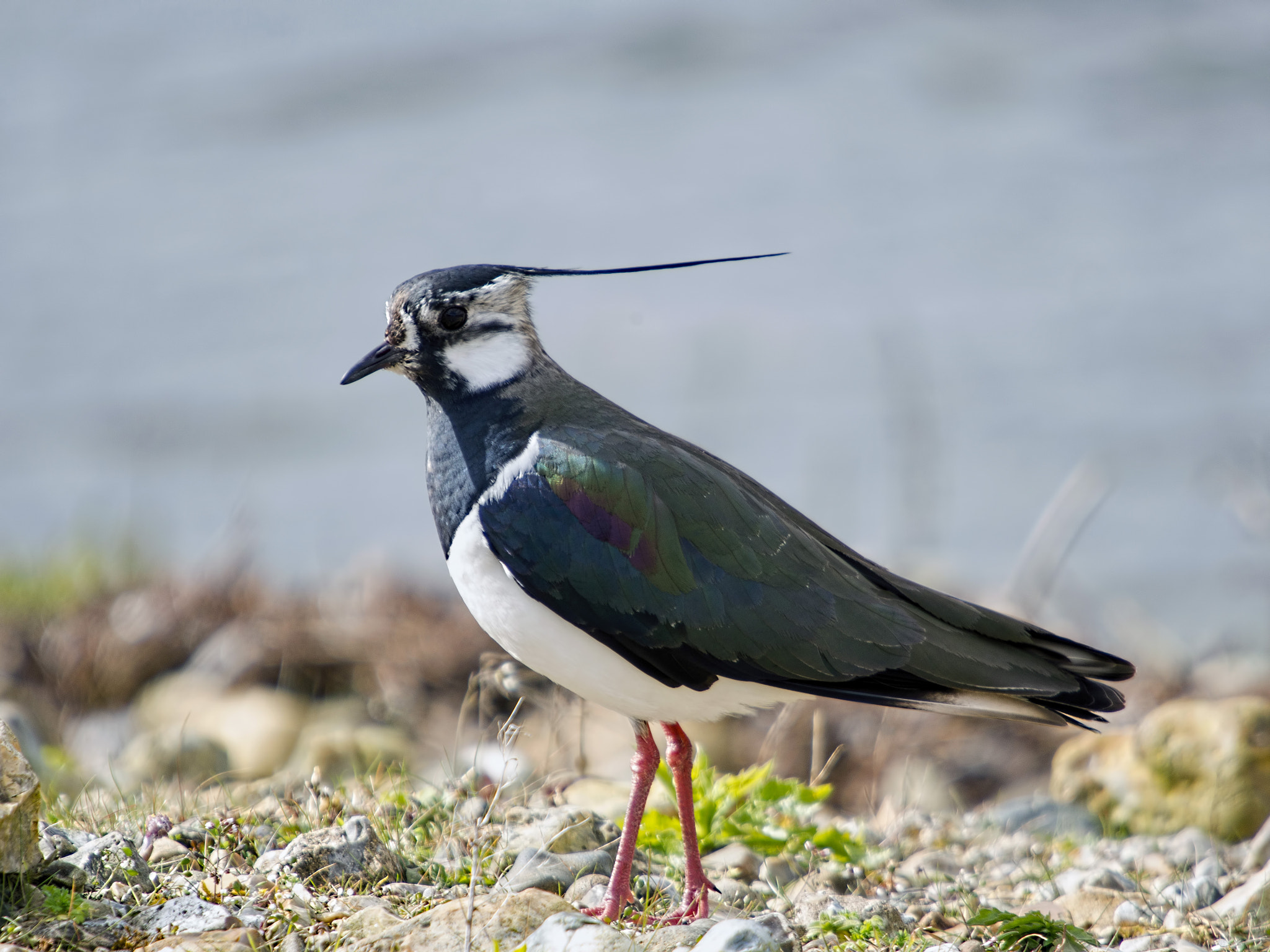 Olympus OM-D E-M5 + SIGMA 50-500mm F4-6.3 DG HSM sample photo. Lapwing (vanellus vanellus) photography