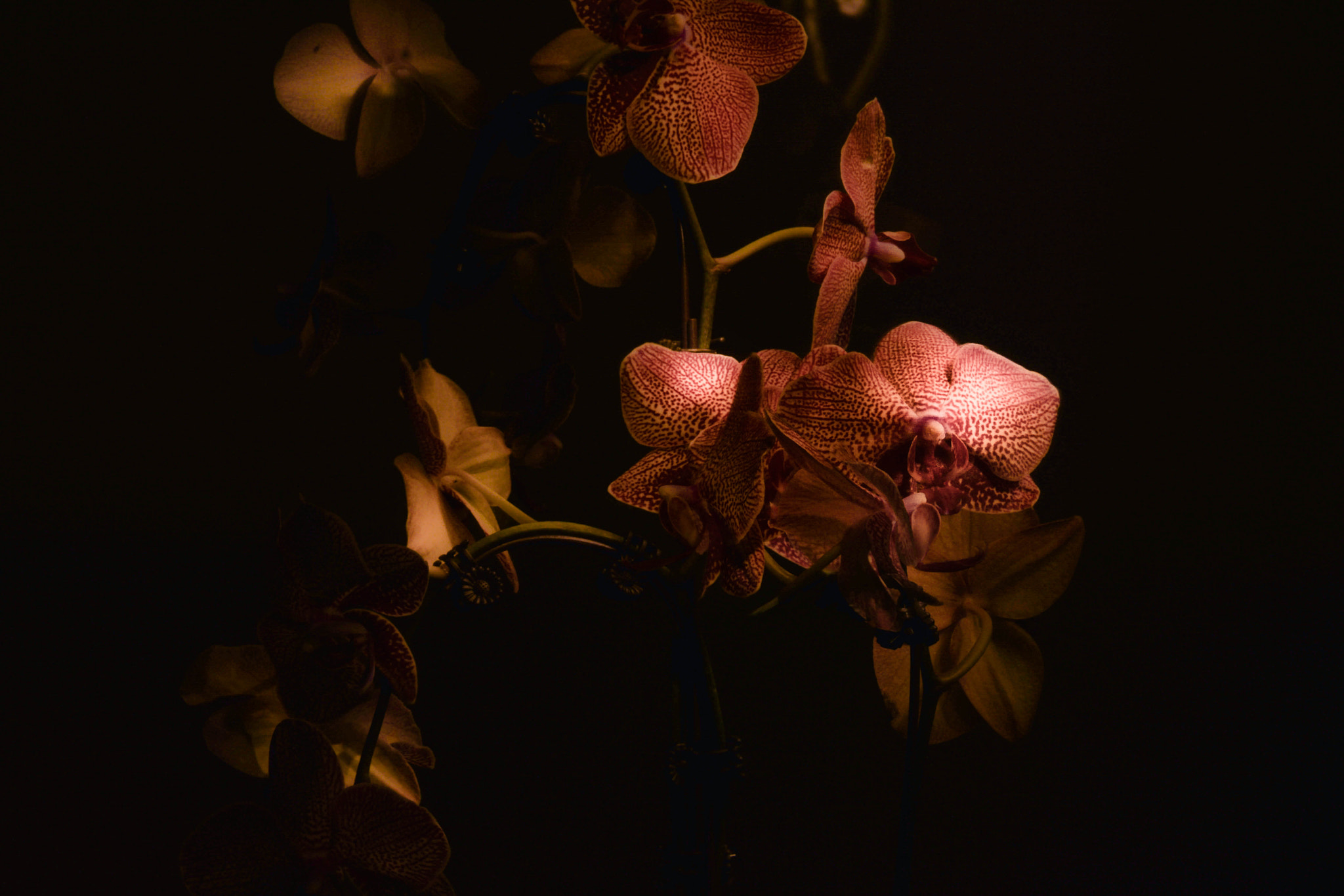 Sigma 50-150mm F2.8 EX APO DC HSM sample photo. Ruby dream photography