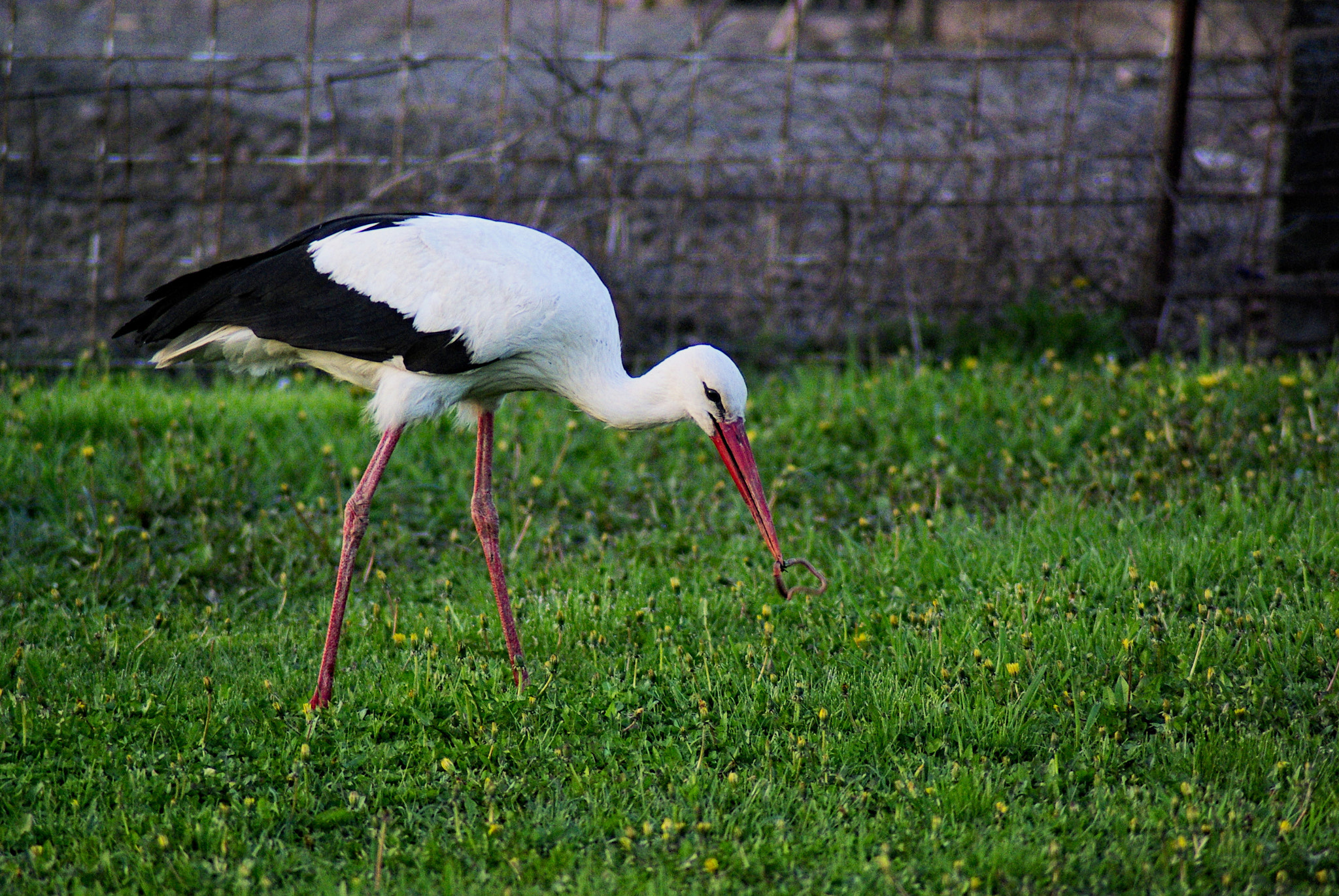 Tamron AF 70-300mm F4-5.6 Di LD Macro sample photo. Stork photography