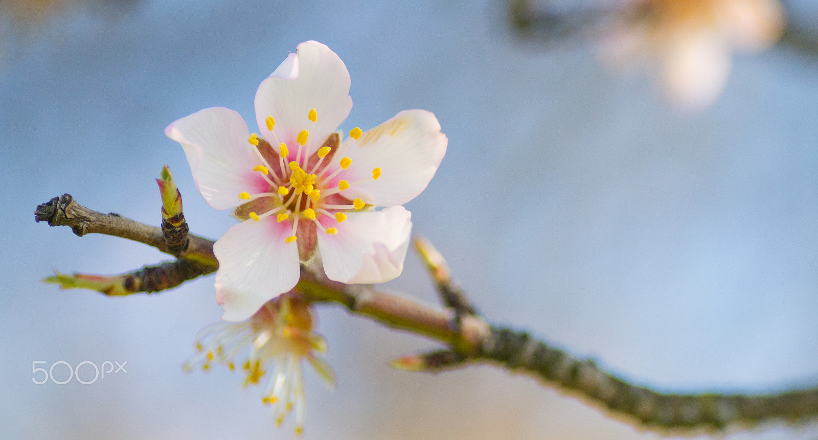 Nikon D3100 + Tamron SP 90mm F2.8 Di VC USD 1:1 Macro sample photo. First signs of spring photography