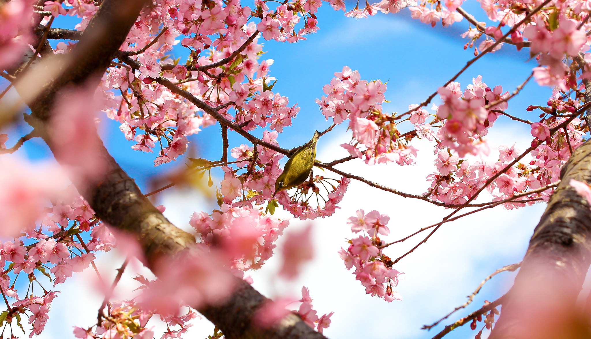 Canon EOS M sample photo. Cherry blossom and the bird photography
