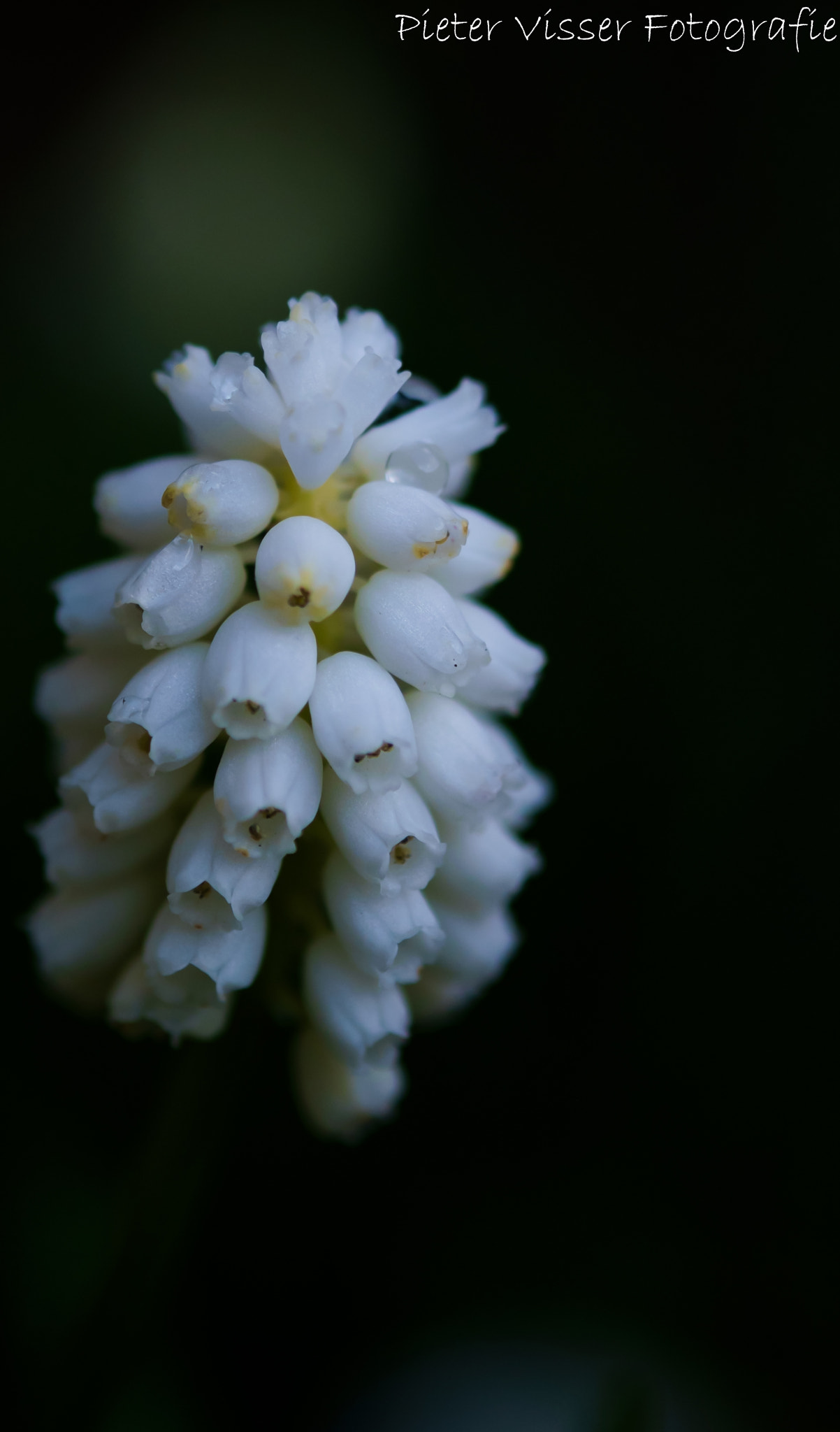 Fujifilm X-E1 + Fujifilm XF 60mm F2.4 R Macro sample photo. Flower with raindrops photography