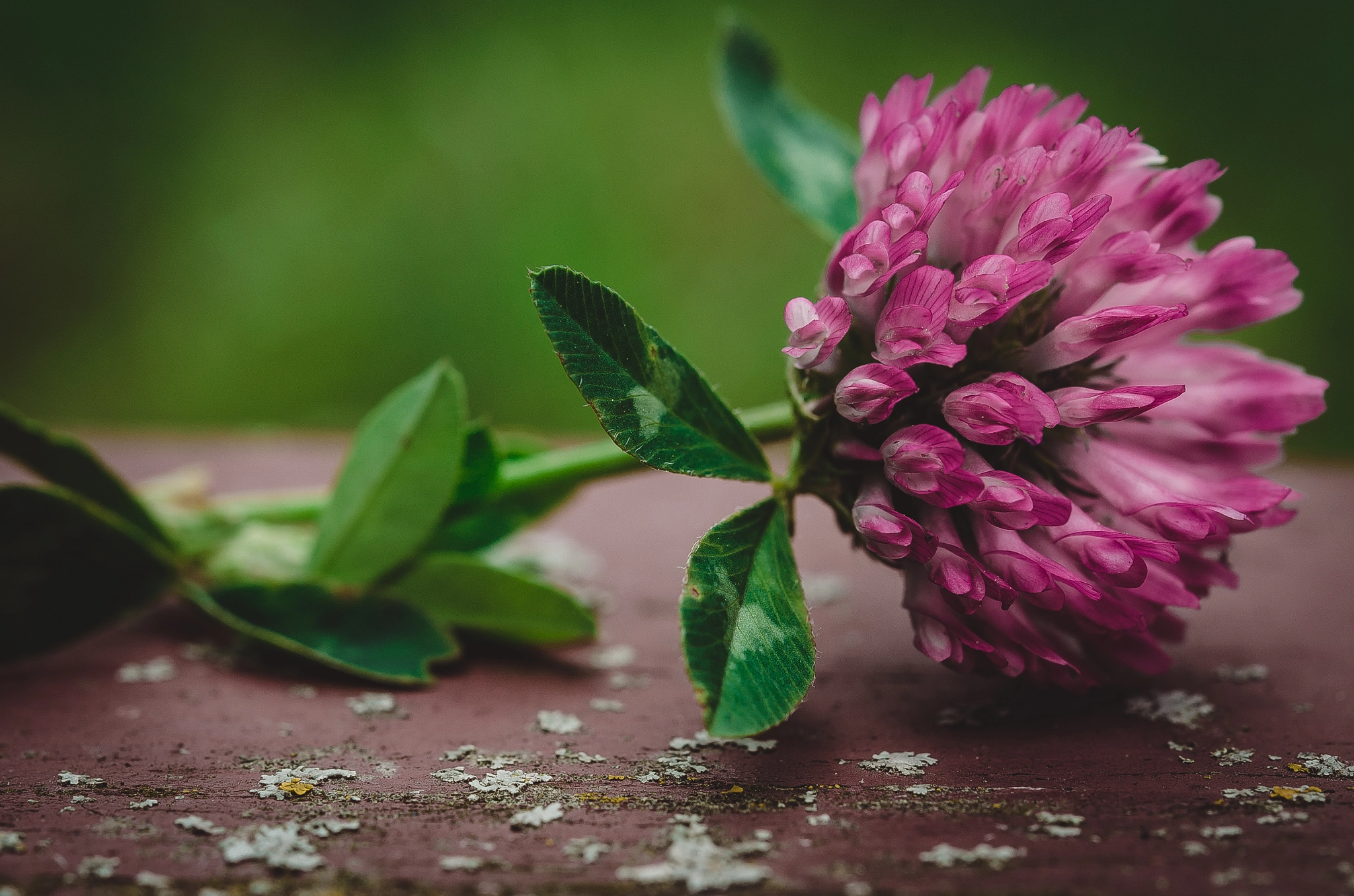 Nikon AF-S Micro-Nikkor 60mm F2.8G ED sample photo. Clover photography