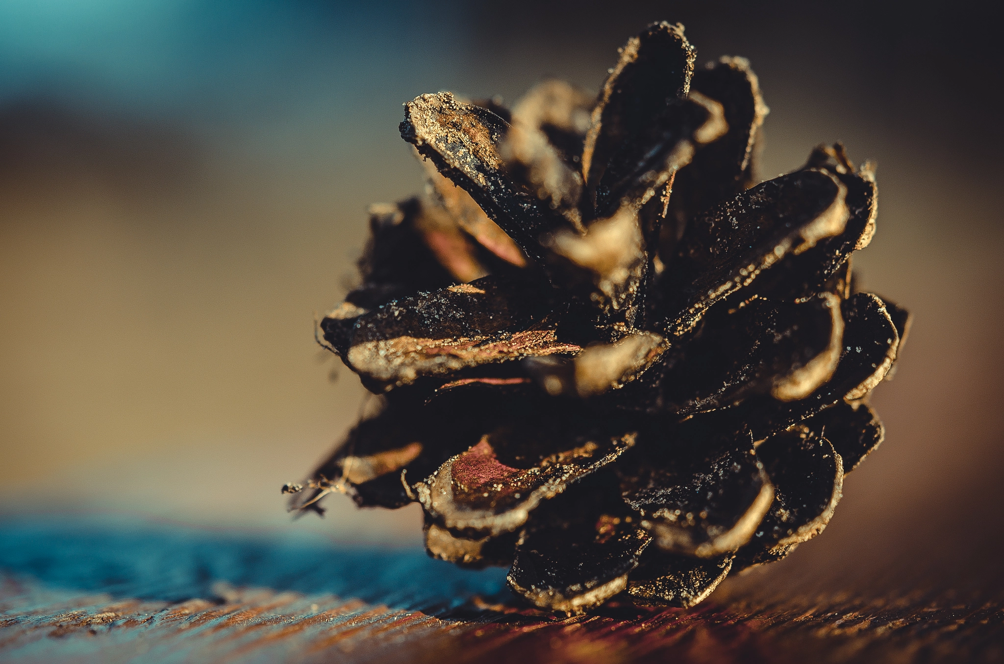 Nikon AF-S Micro-Nikkor 60mm F2.8G ED sample photo. Fir-cone photography