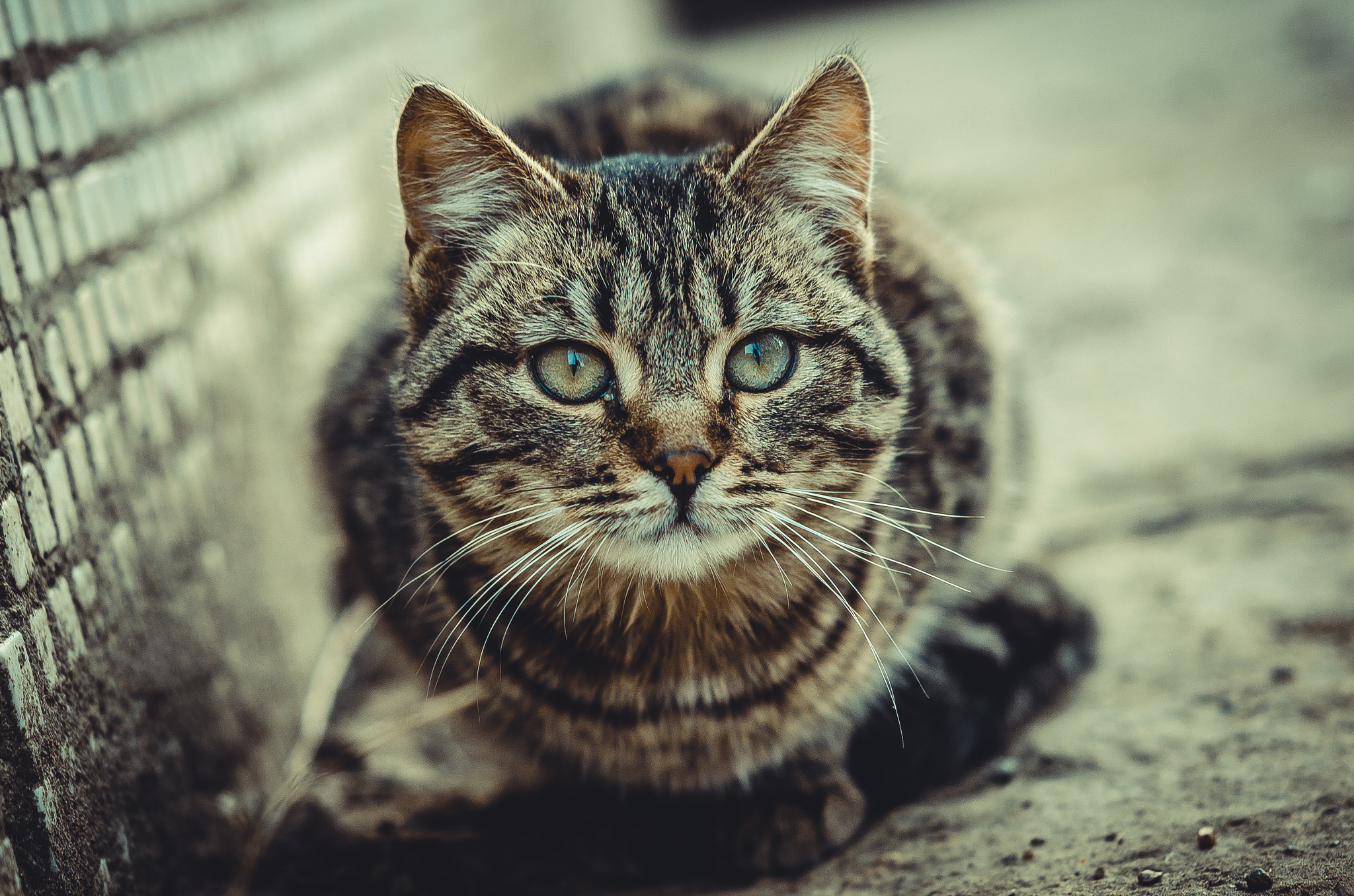 Nikon AF-S Micro-Nikkor 60mm F2.8G ED sample photo. Mustache, paws, tail photography