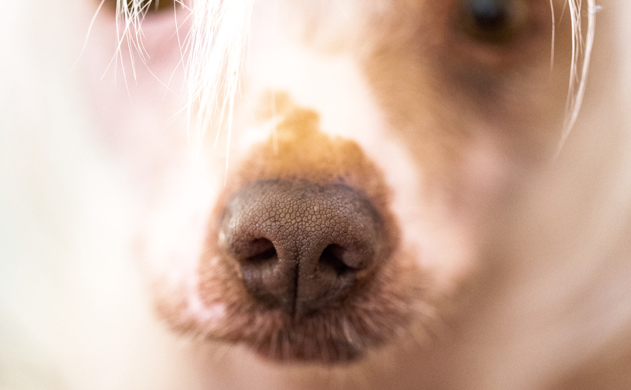 Sigma 150mm F2.8 EX DG Macro HSM sample photo. A dogs best friend photography