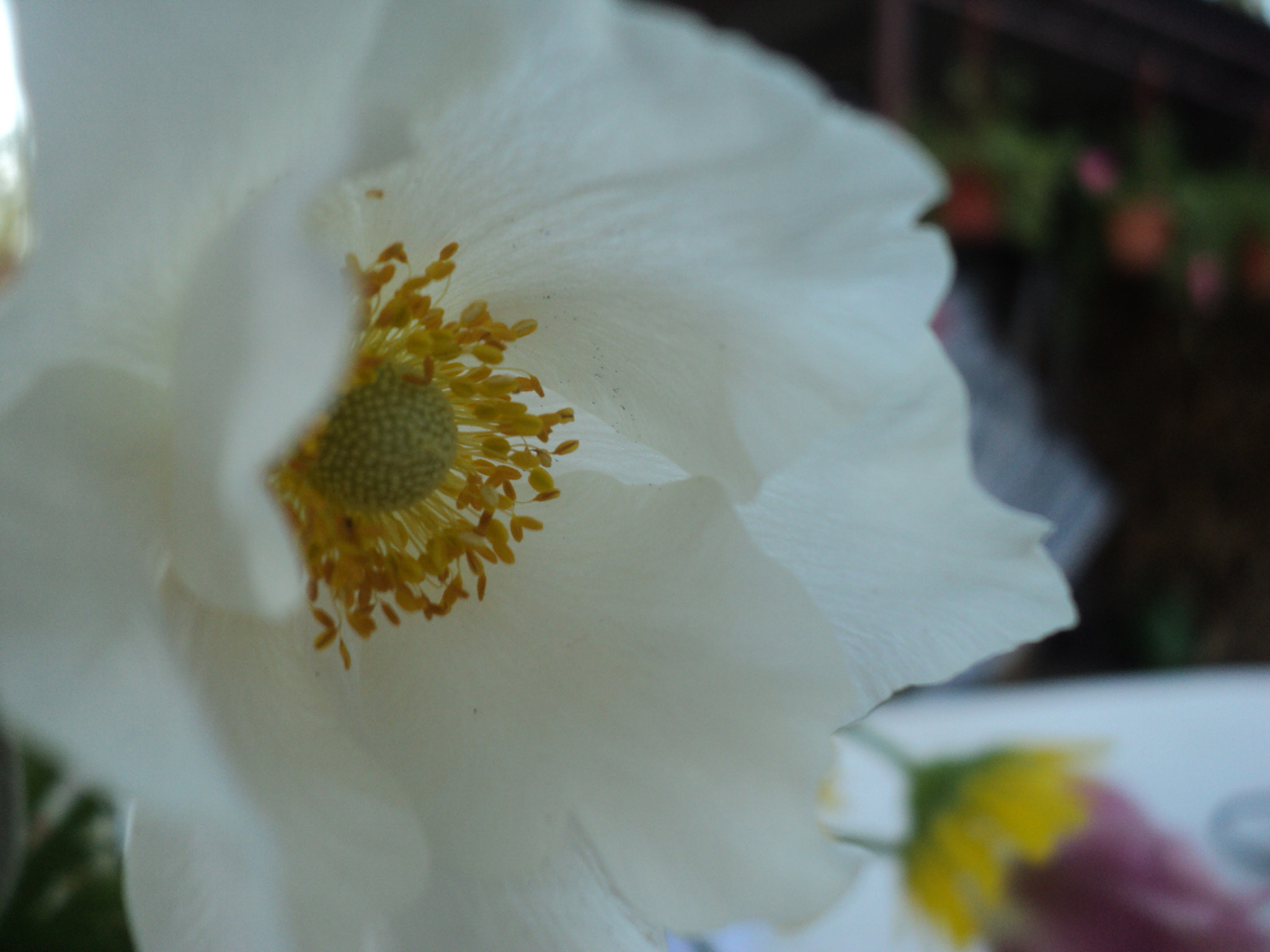 Sony DSC-S2100 sample photo. Flower photography