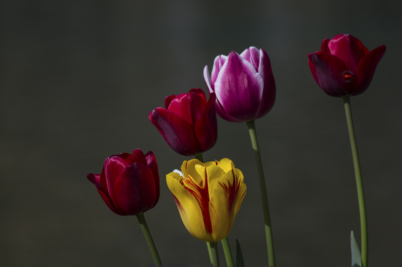 Pentax K-3 II sample photo. Tulip time. photography