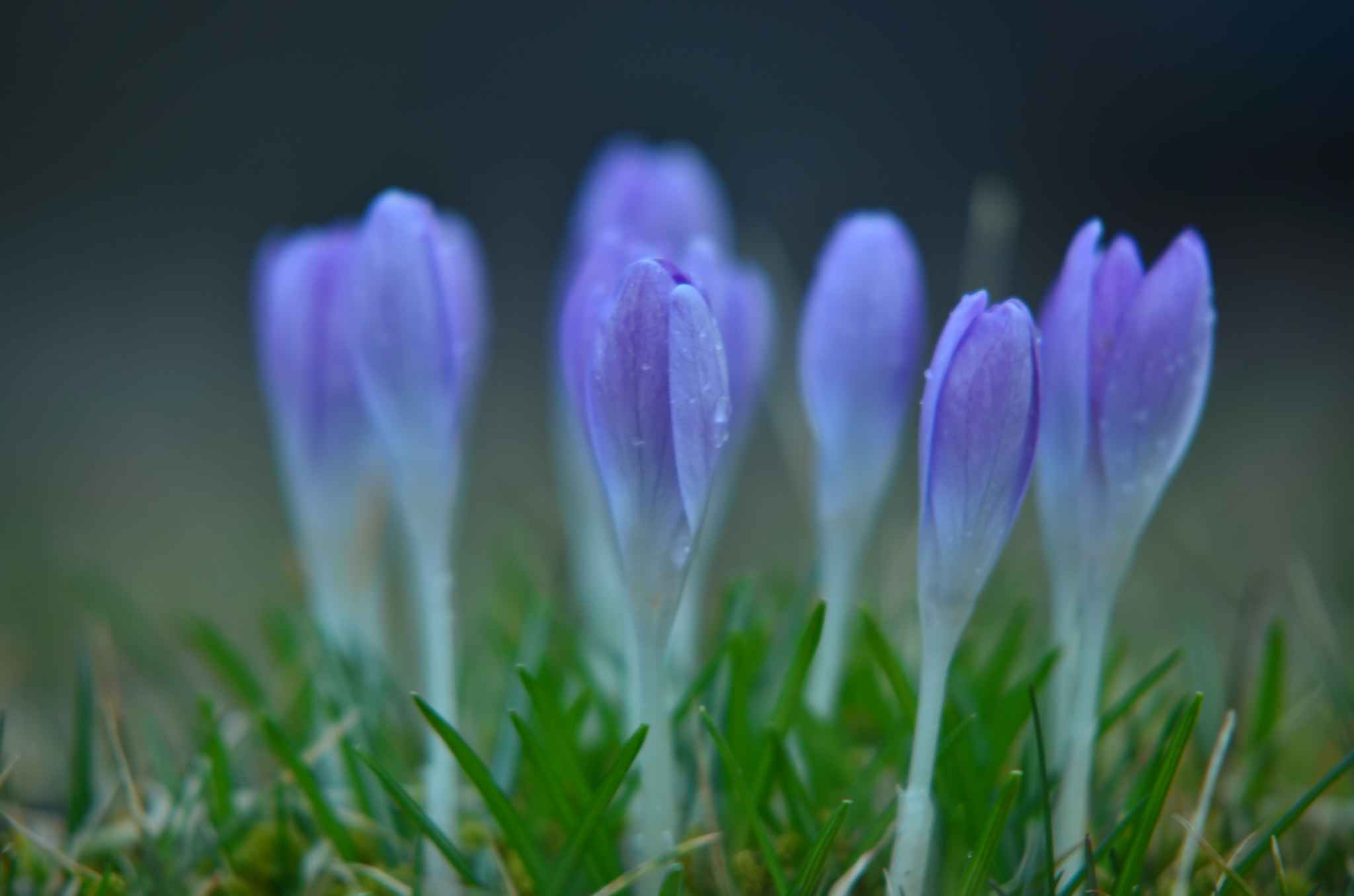 Sigma 50-150mm F2.8 EX APO DC HSM sample photo. Krokus  photography