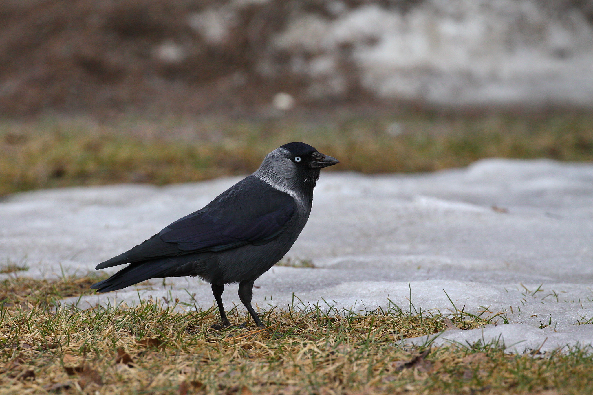 Canon EOS 50D + Canon EF 100-400mm F4.5-5.6L IS II USM sample photo. Jackdaw photography