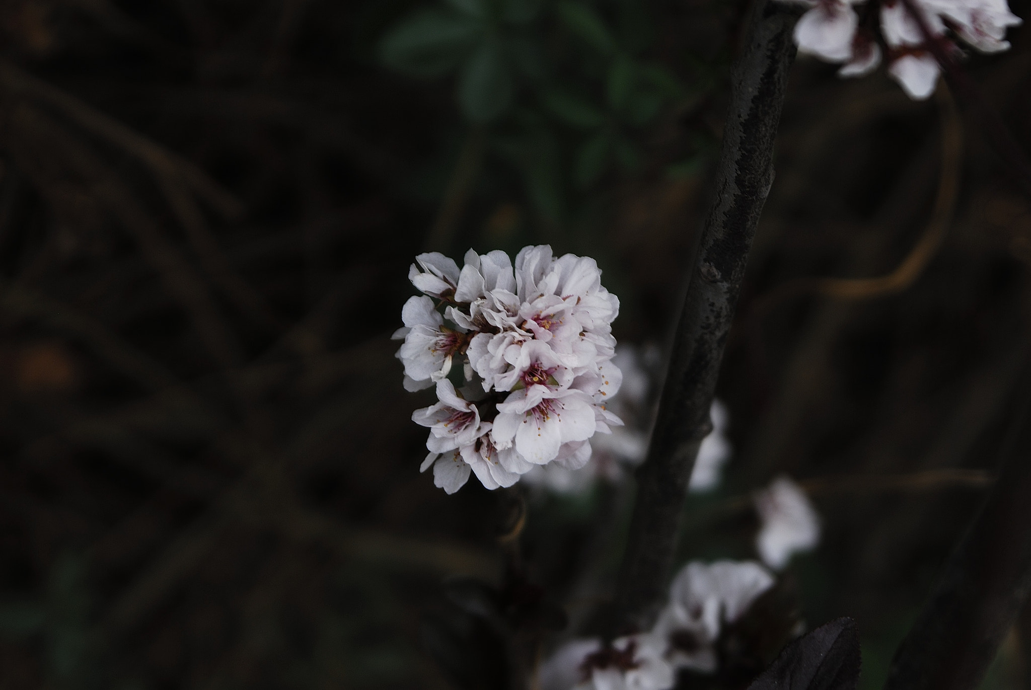 Nikon D200 sample photo. Flowers photography
