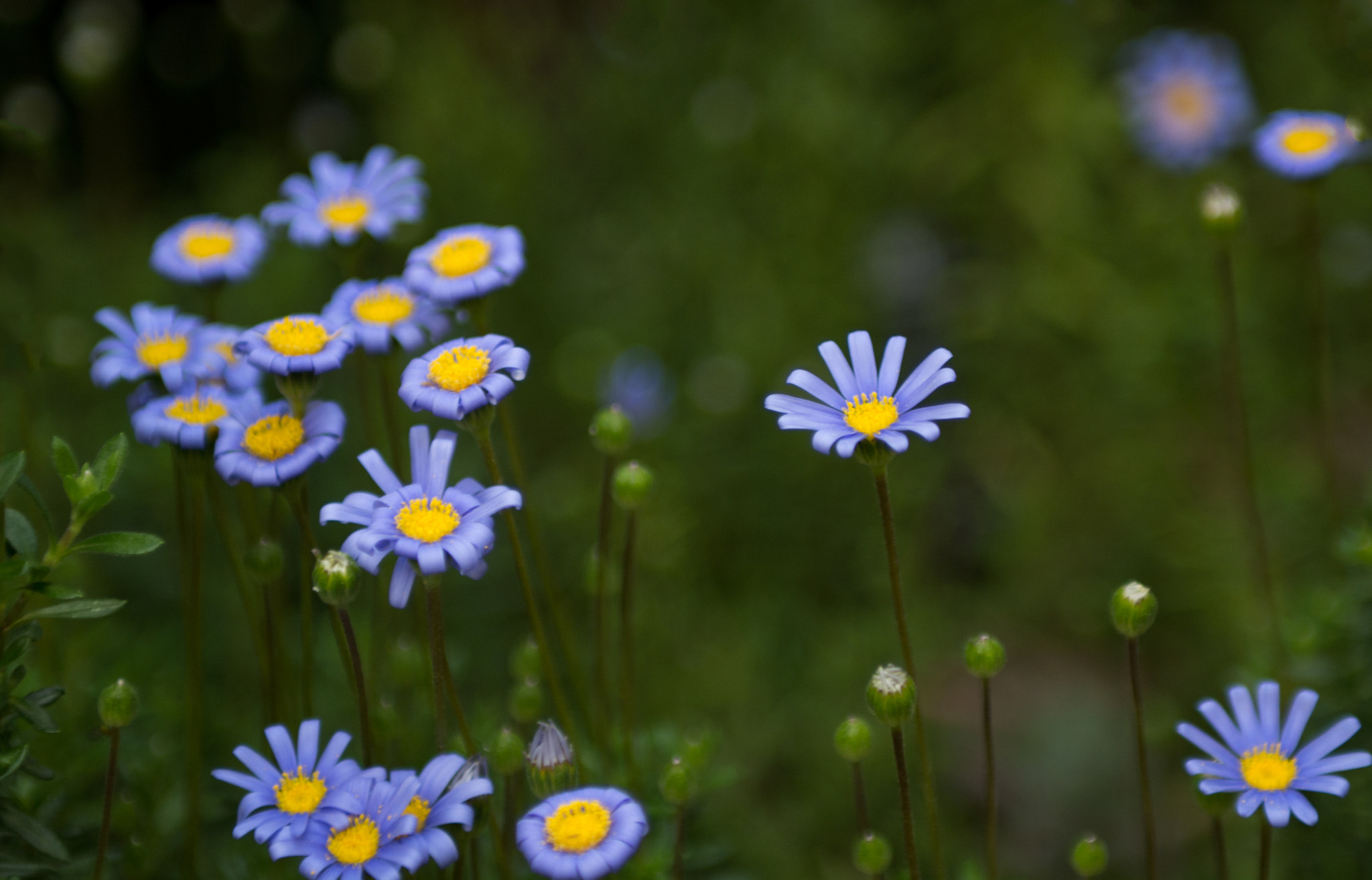 Nikon D7100 + Sigma 24-70mm F2.8 EX DG Macro sample photo. Spring......... photography