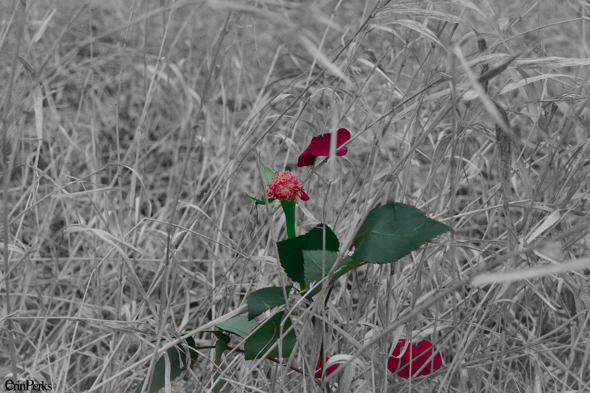 Sigma 50-150mm F2.8 EX APO DC HSM II sample photo. Colour photography