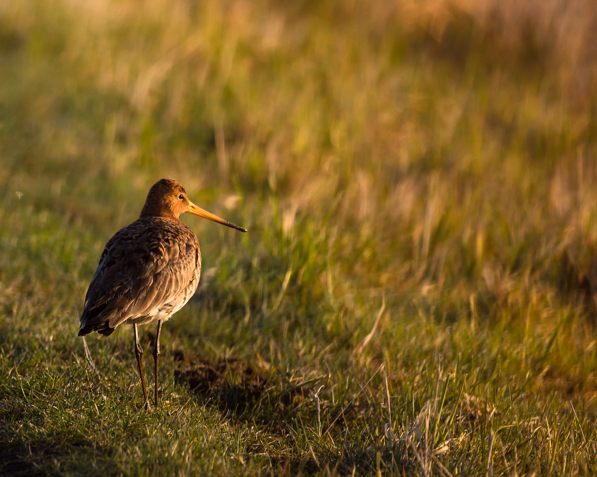 Canon EOS 5DS R + Canon EF 400mm F5.6L USM sample photo. First light photography