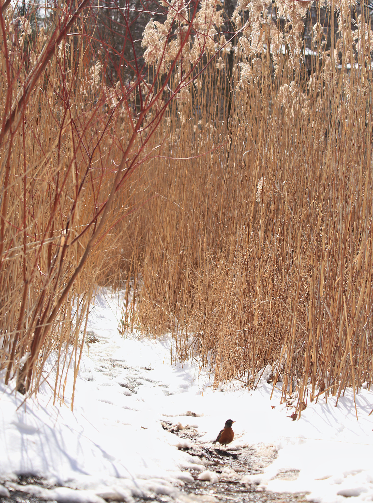 Canon EF 70-300mm F4-5.6 IS USM sample photo