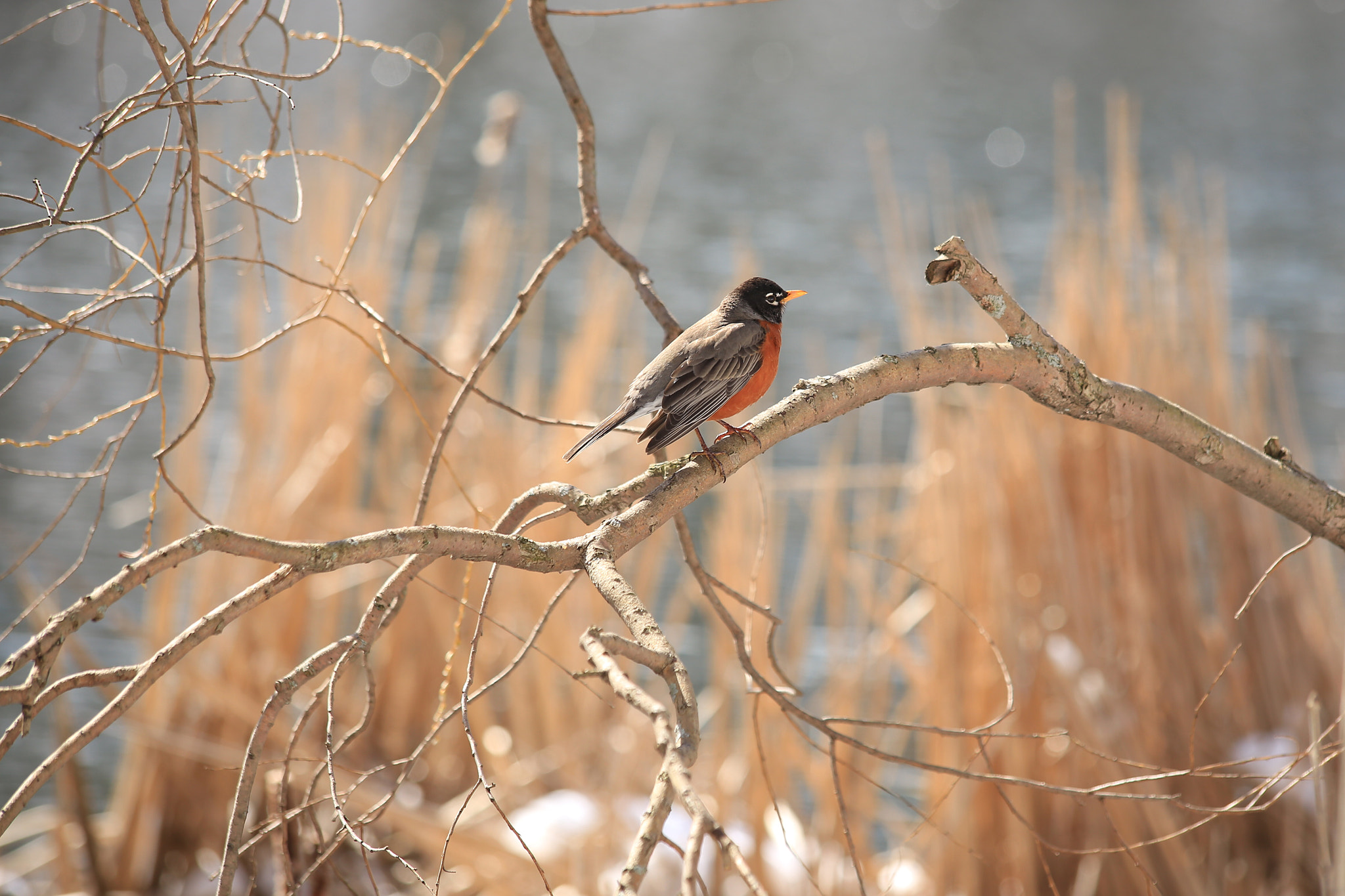 Canon EF 70-300mm F4-5.6 IS USM sample photo