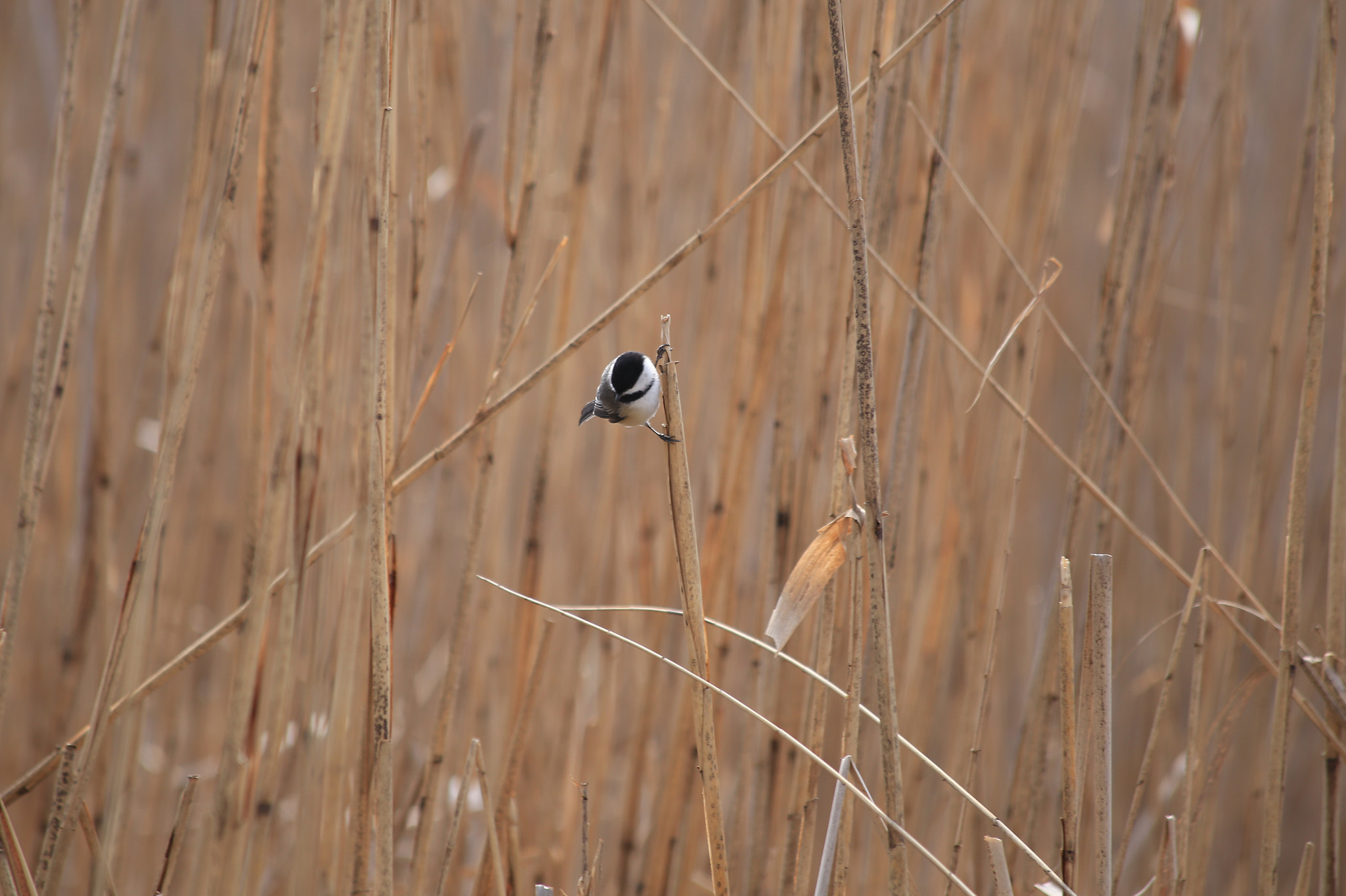 Canon EF 70-300mm F4-5.6 IS USM sample photo