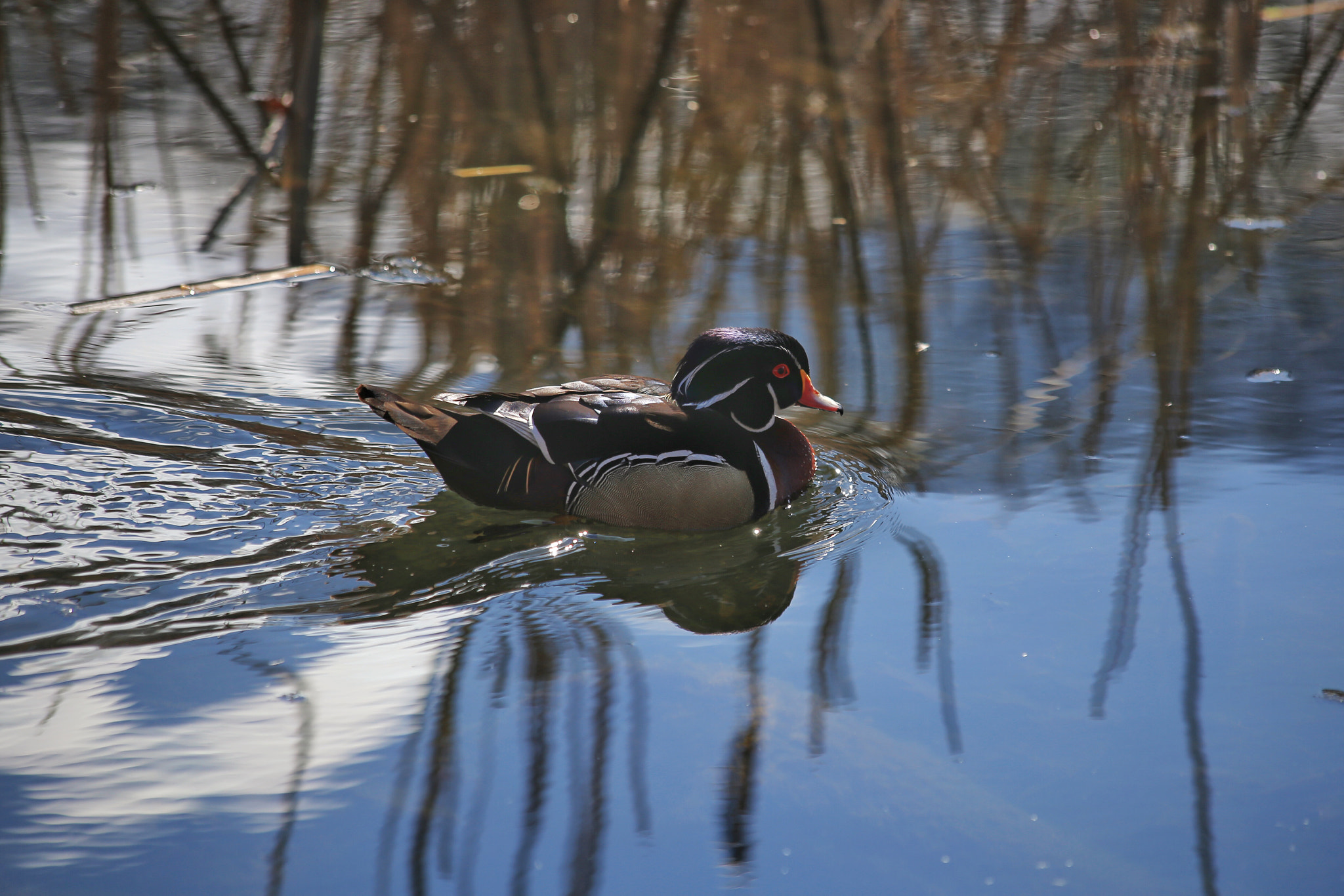 Canon EF 70-300mm F4-5.6 IS USM sample photo