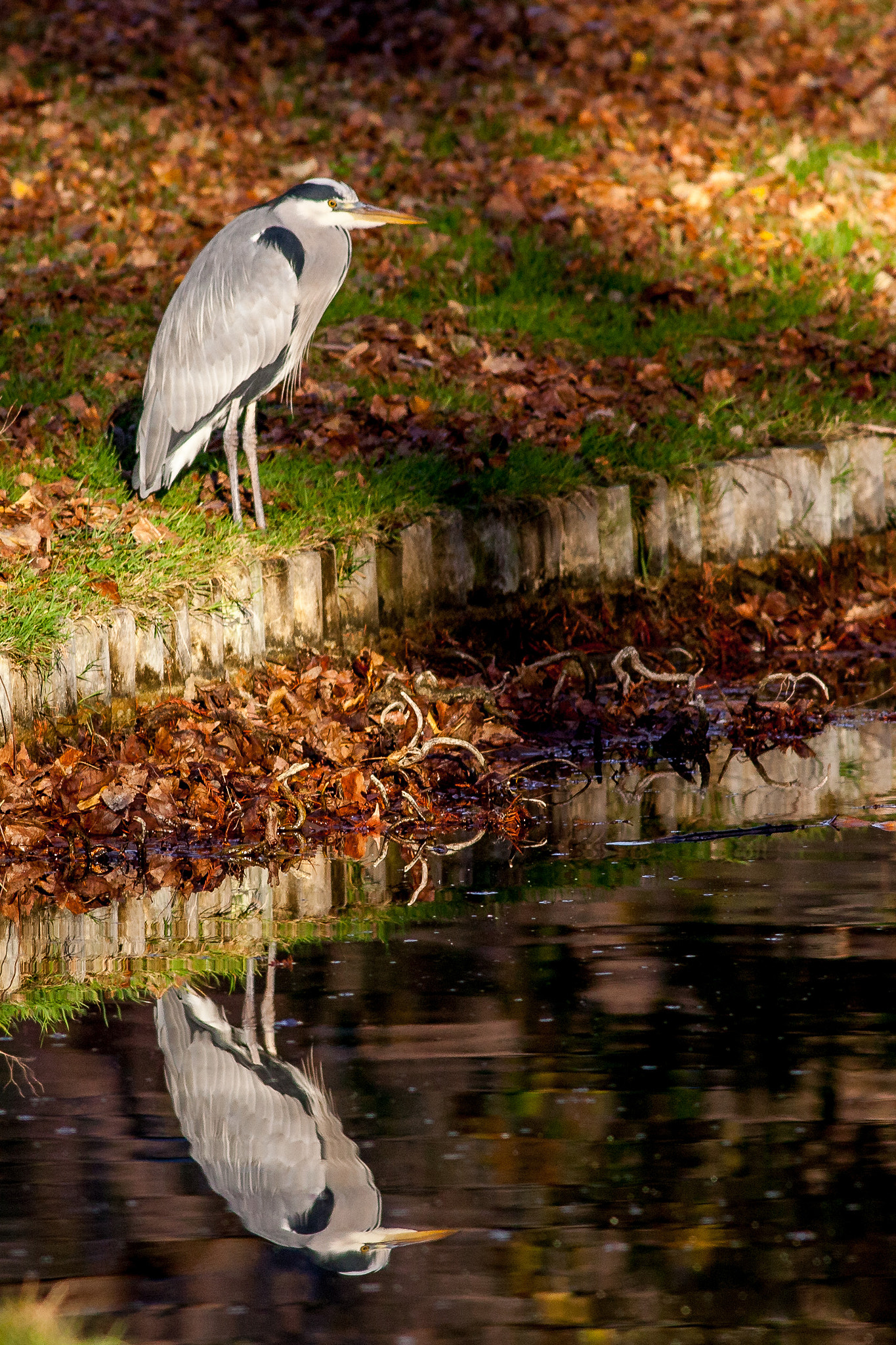 Canon EOS 5D Mark II + Canon EF 400mm F5.6L USM sample photo. Mirror photography