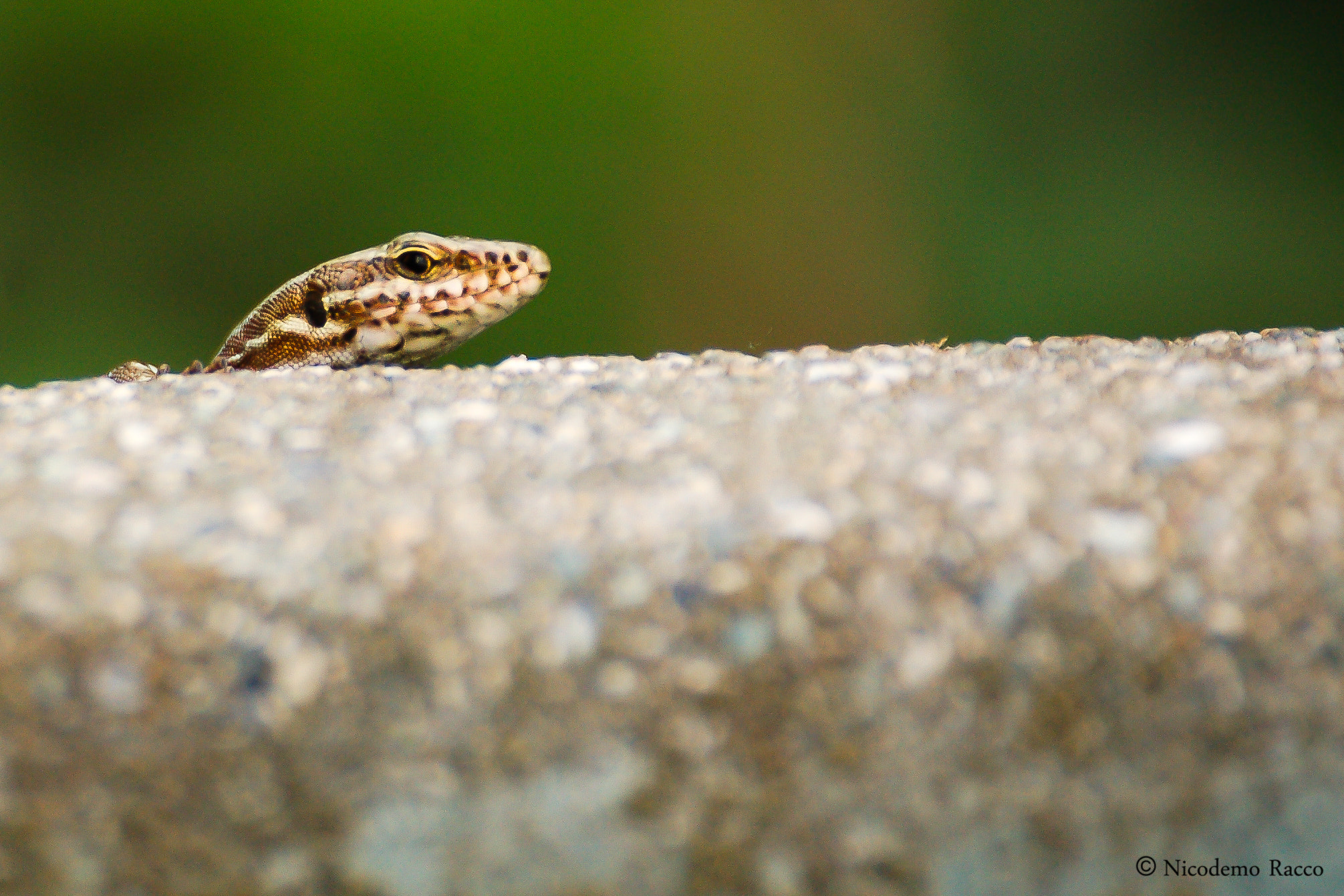 Nikon D50 + Sigma 70-300mm F4-5.6 DG OS sample photo. Lacerta agilis argus photography