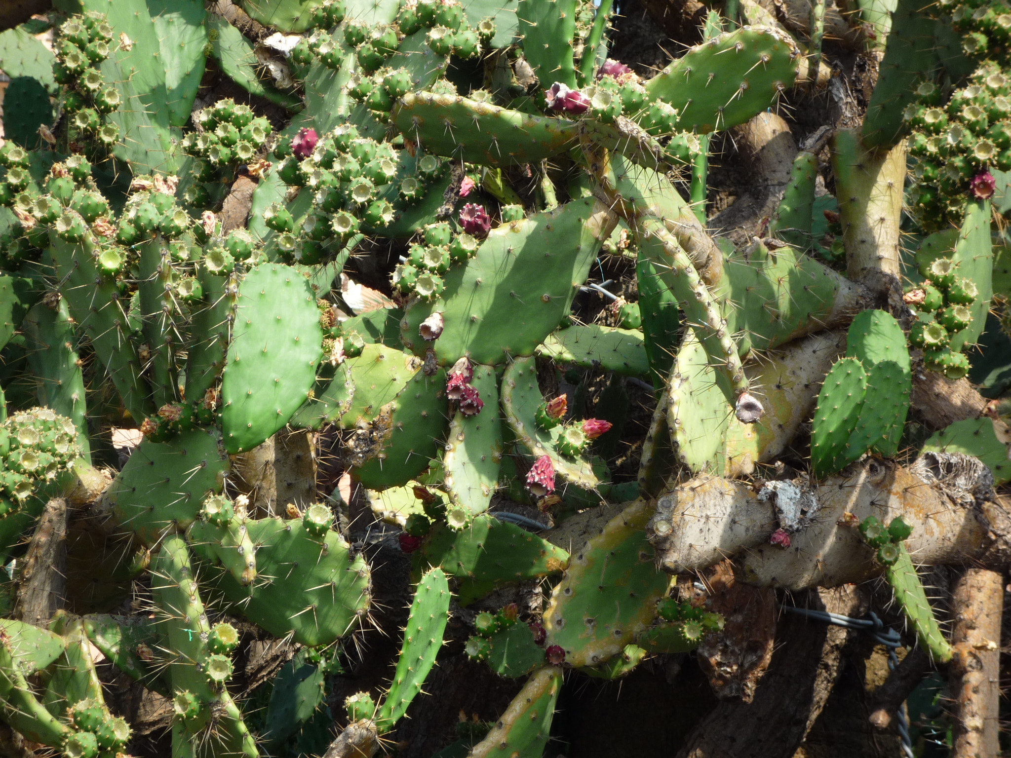 Panasonic DMC-FX35 sample photo. Cactus 1 photography