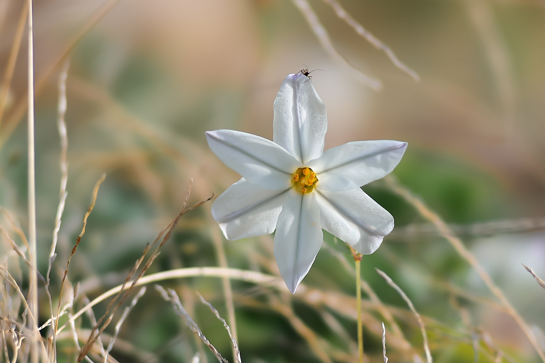 Sony a7 + 135mm F2.8[T4.5] STF sample photo. Hello, a small insect's. photography