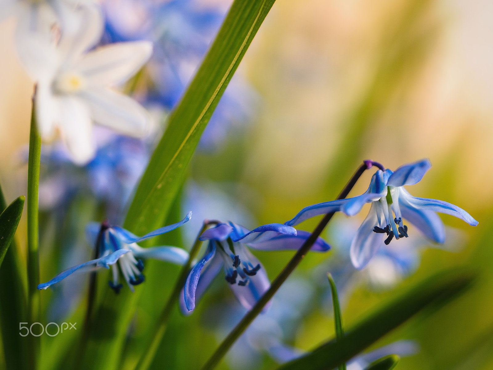 Canon EF 100mm F2.8L Macro IS USM sample photo. Scilla bifolia / squill / ladoňka dvoulistá photography