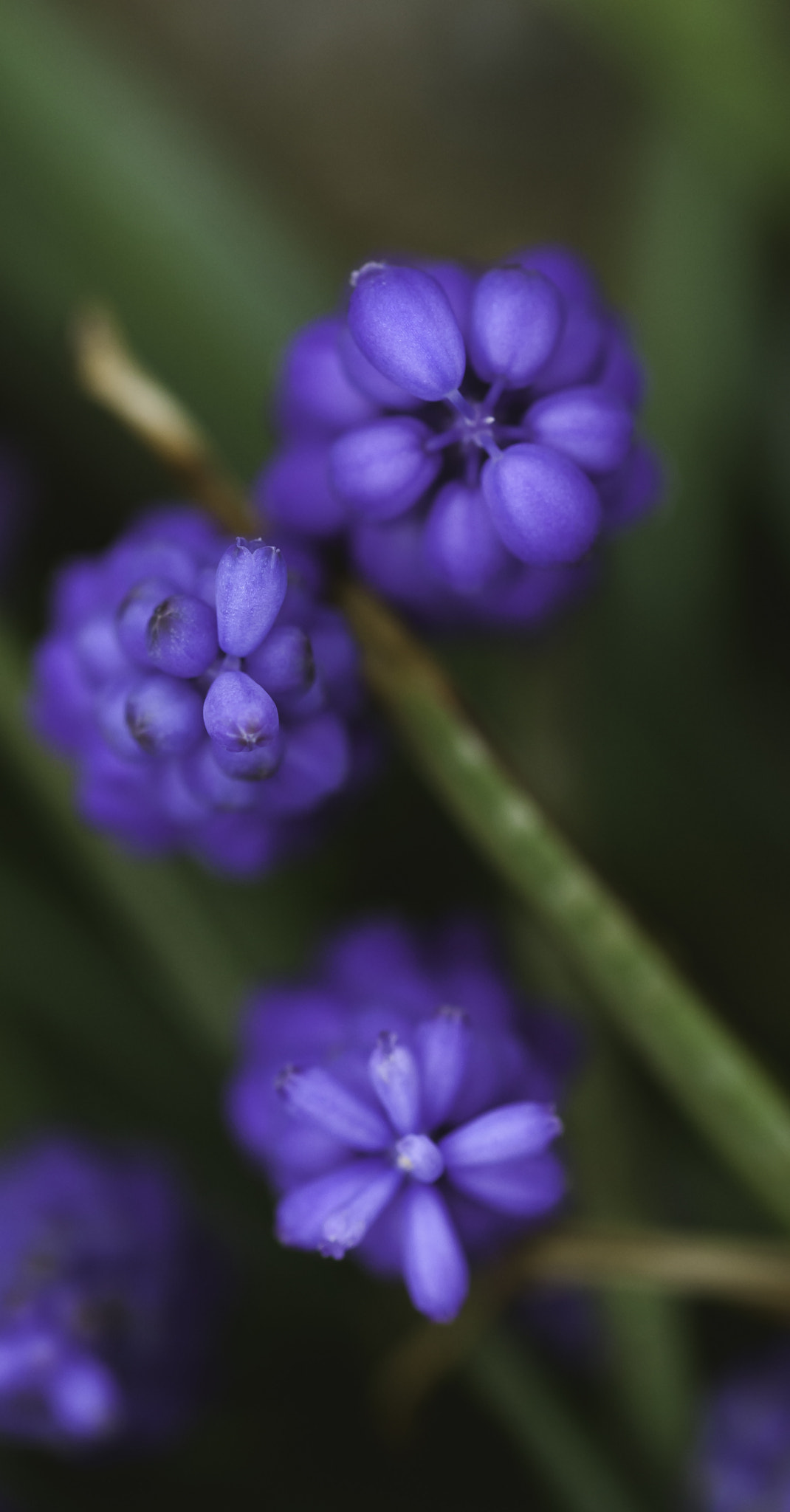 Sigma 105mm F2.8 EX DG OS HSM sample photo. "una primavera vista dall'alto " photography
