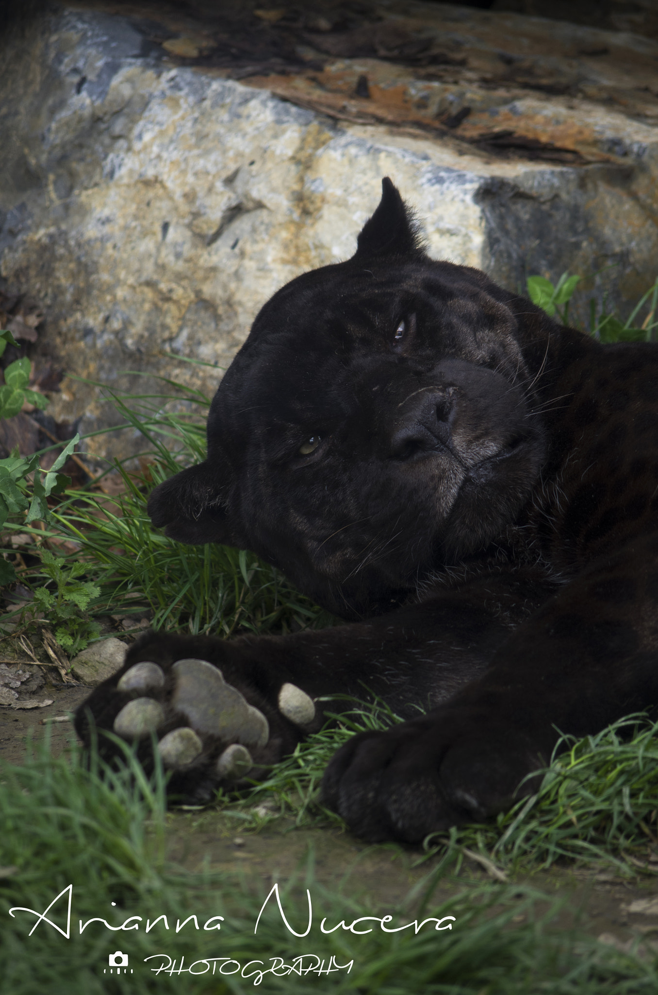 smc PENTAX-DA L 50-200mm F4-5.6 ED sample photo. Panthera onca photography