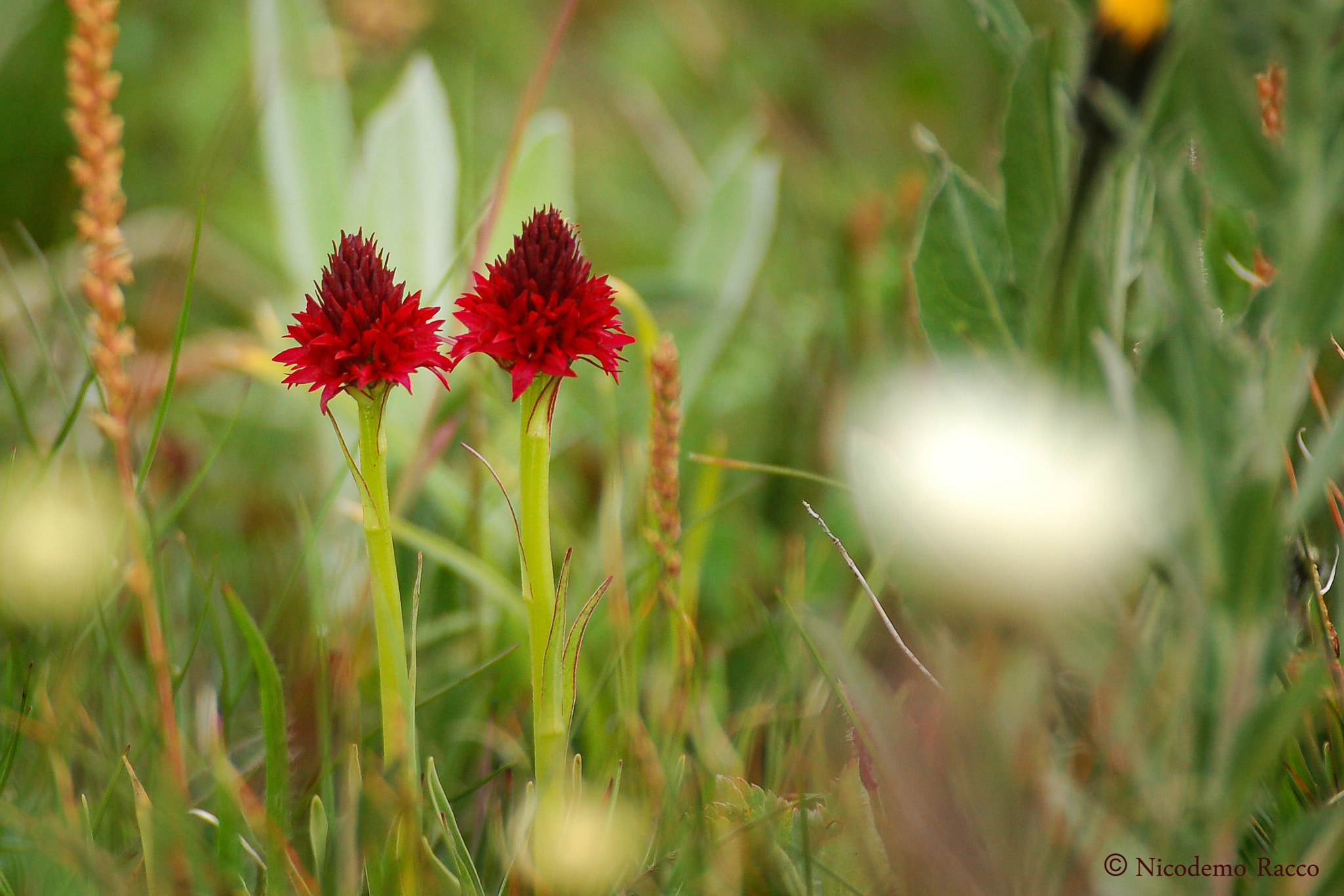 Nikon D50 + Sigma 70-300mm F4-5.6 DG OS sample photo. Nigritella nigra rhellicani photography