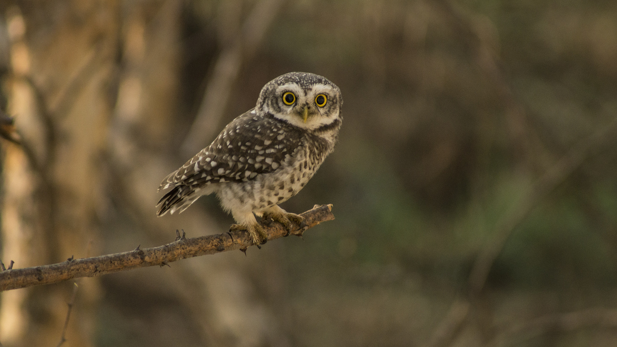 Sony 75-300mm F4.5-5.6 sample photo. Spotted photography
