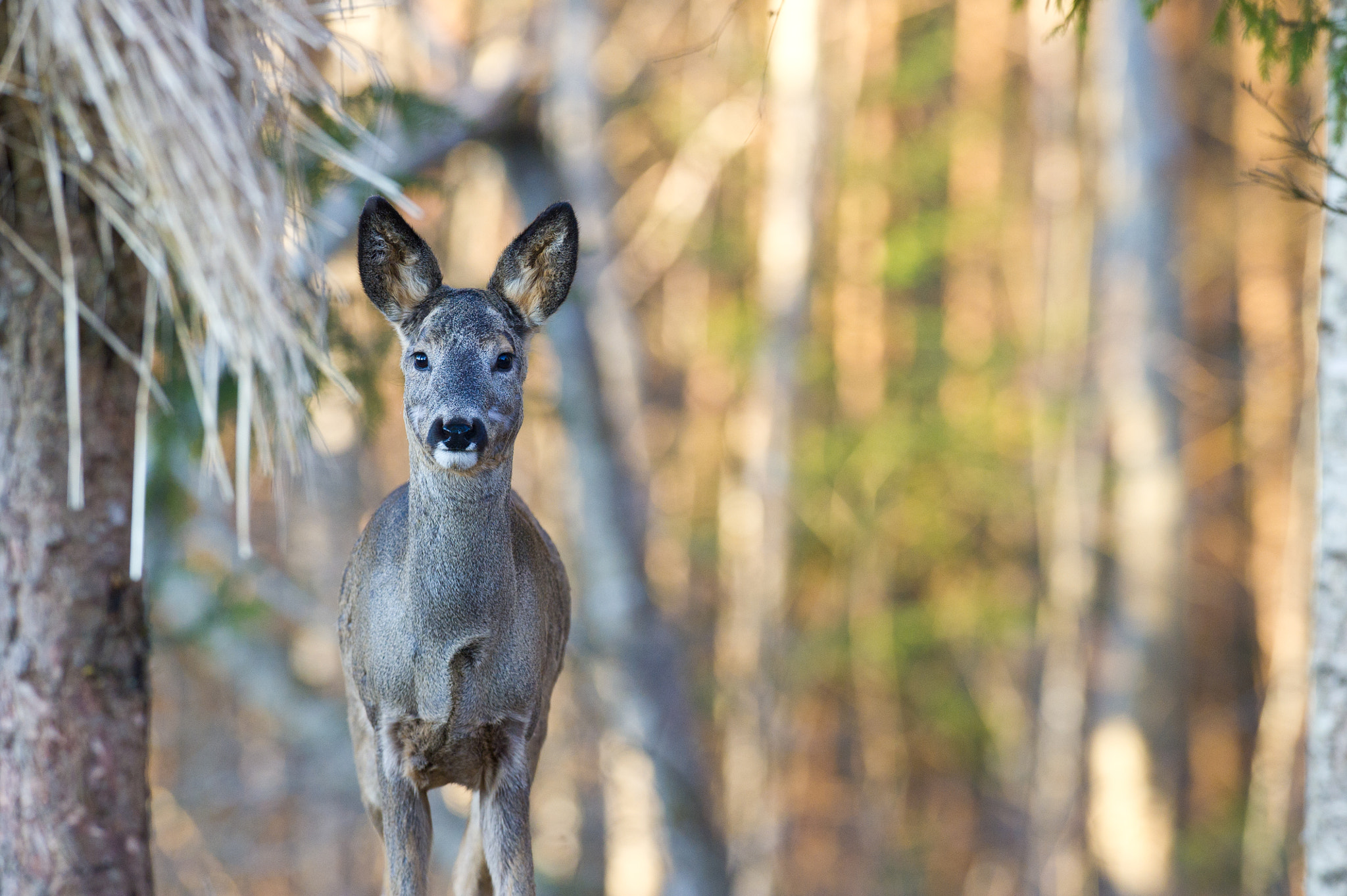 AF-S Nikkor 300mm f/2.8D IF-ED II sample photo. Hey photoman, do i look like a donkey? photography