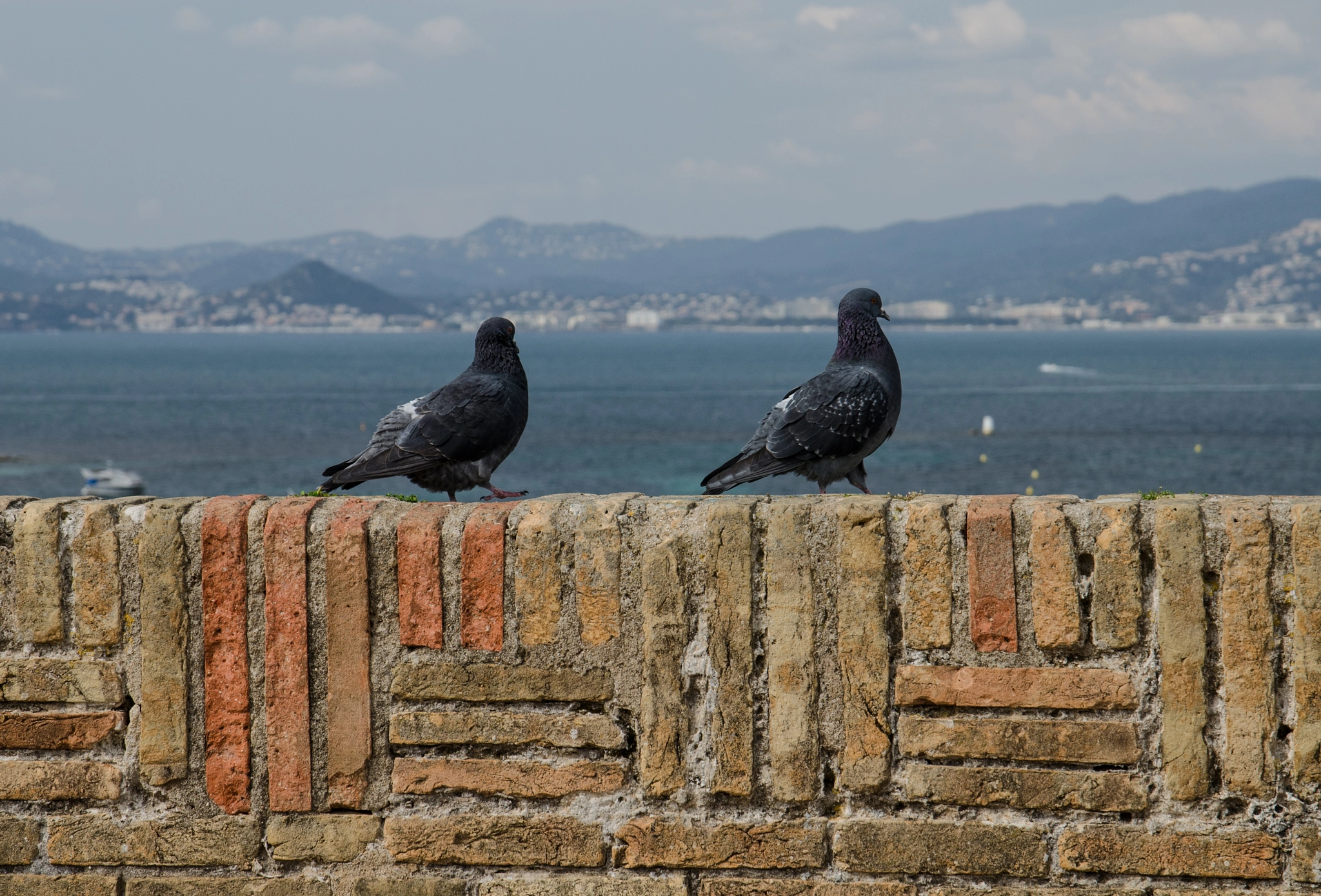 Sigma 17-70mm F2.8-4 DC Macro OS HSM | C sample photo. Twins photography