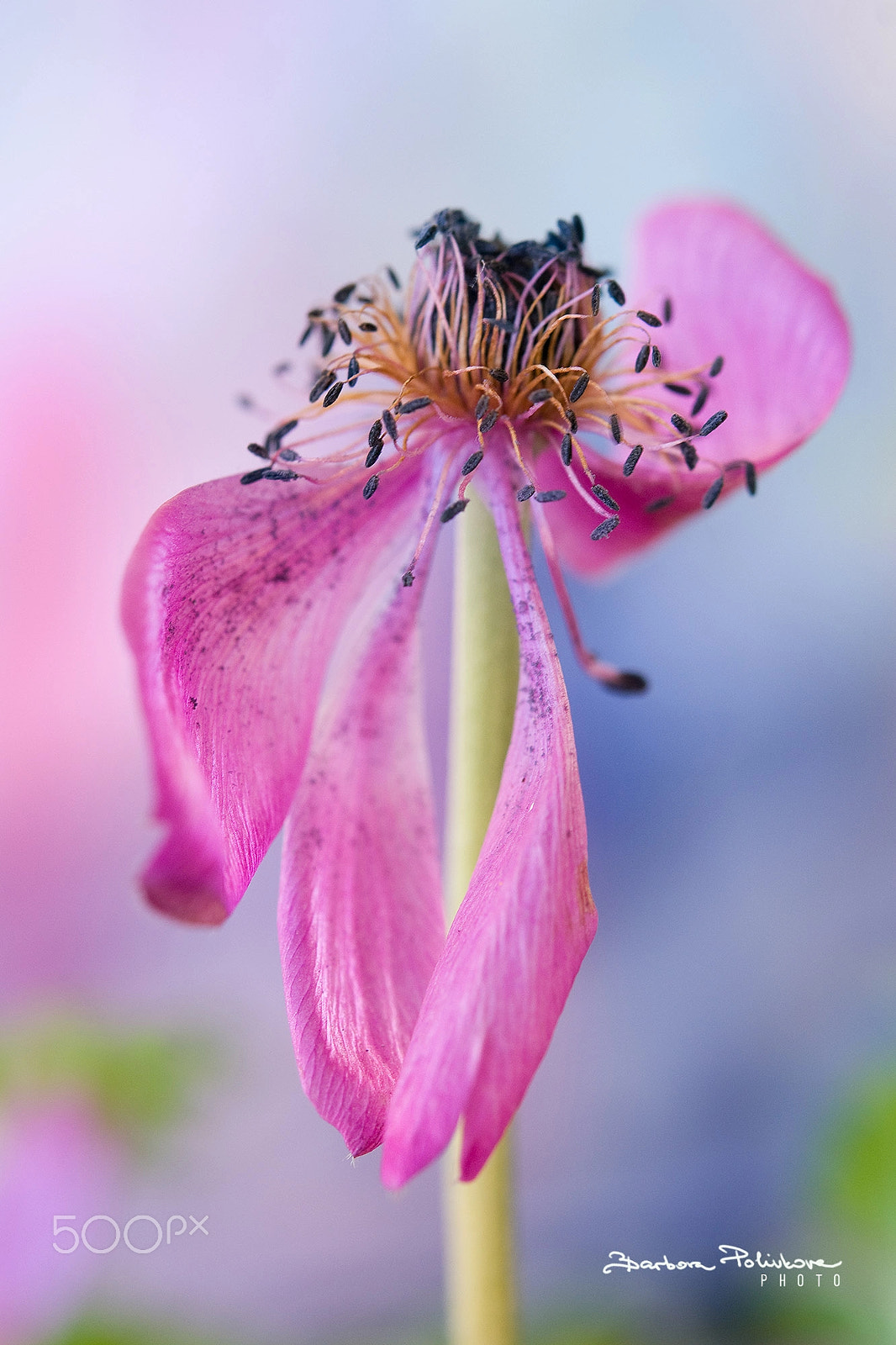 Nikon AF-S Micro-Nikkor 60mm F2.8G ED sample photo. Elegance photography