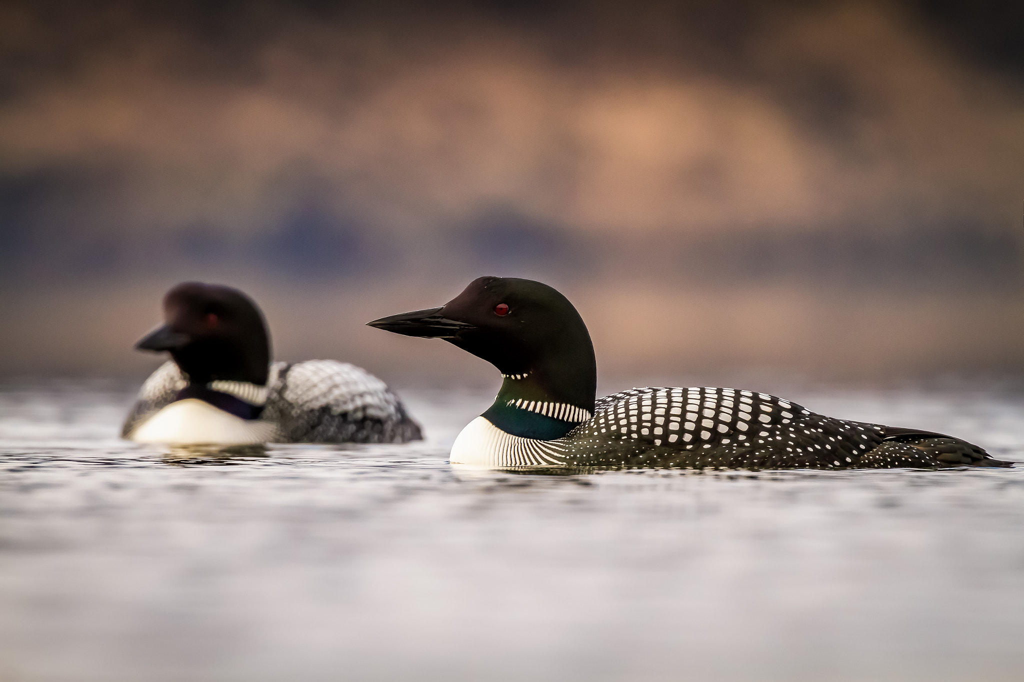 Canon EF 300mm F2.8L IS USM sample photo. Diver couple photography