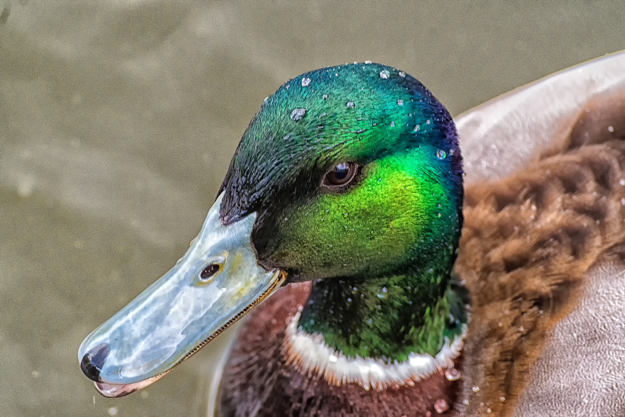 Pentax K-S1 + Sigma sample photo. Mallard portrait photography