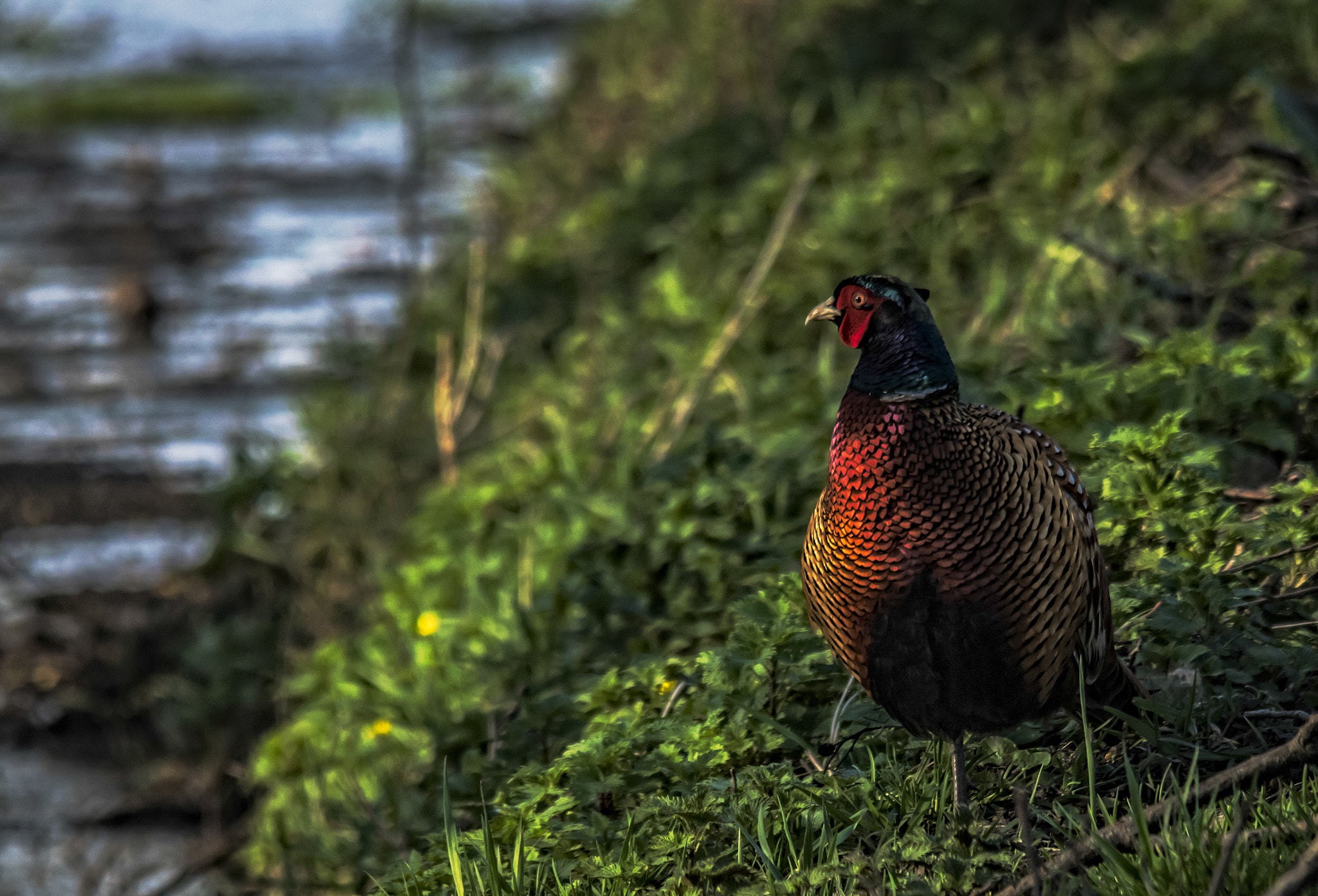 Sigma 150-500mm F5-6.3 DG OS HSM sample photo. Pheasant photography