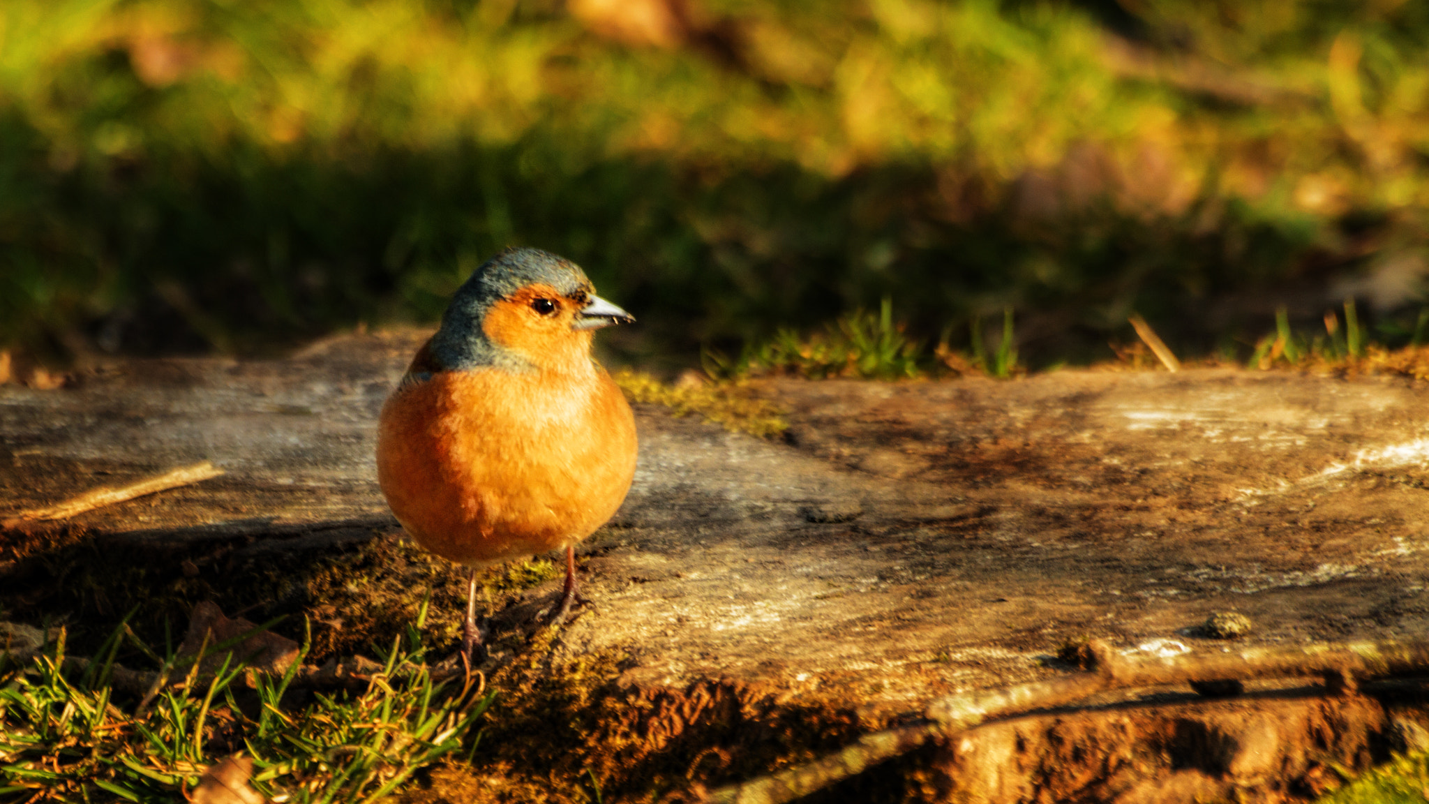 Sigma 70-300mm F4-5.6 APO DG Macro sample photo. Chaffinch photography