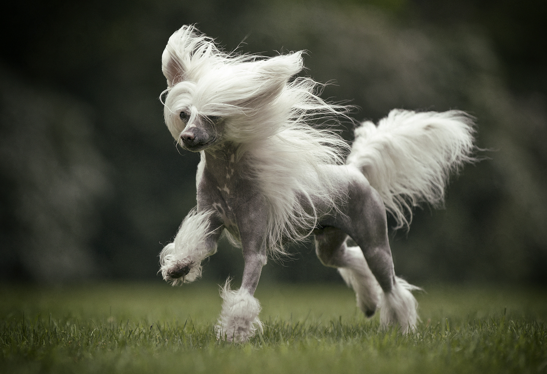 Canon EOS-1D Mark III sample photo. Chines crested dog photography
